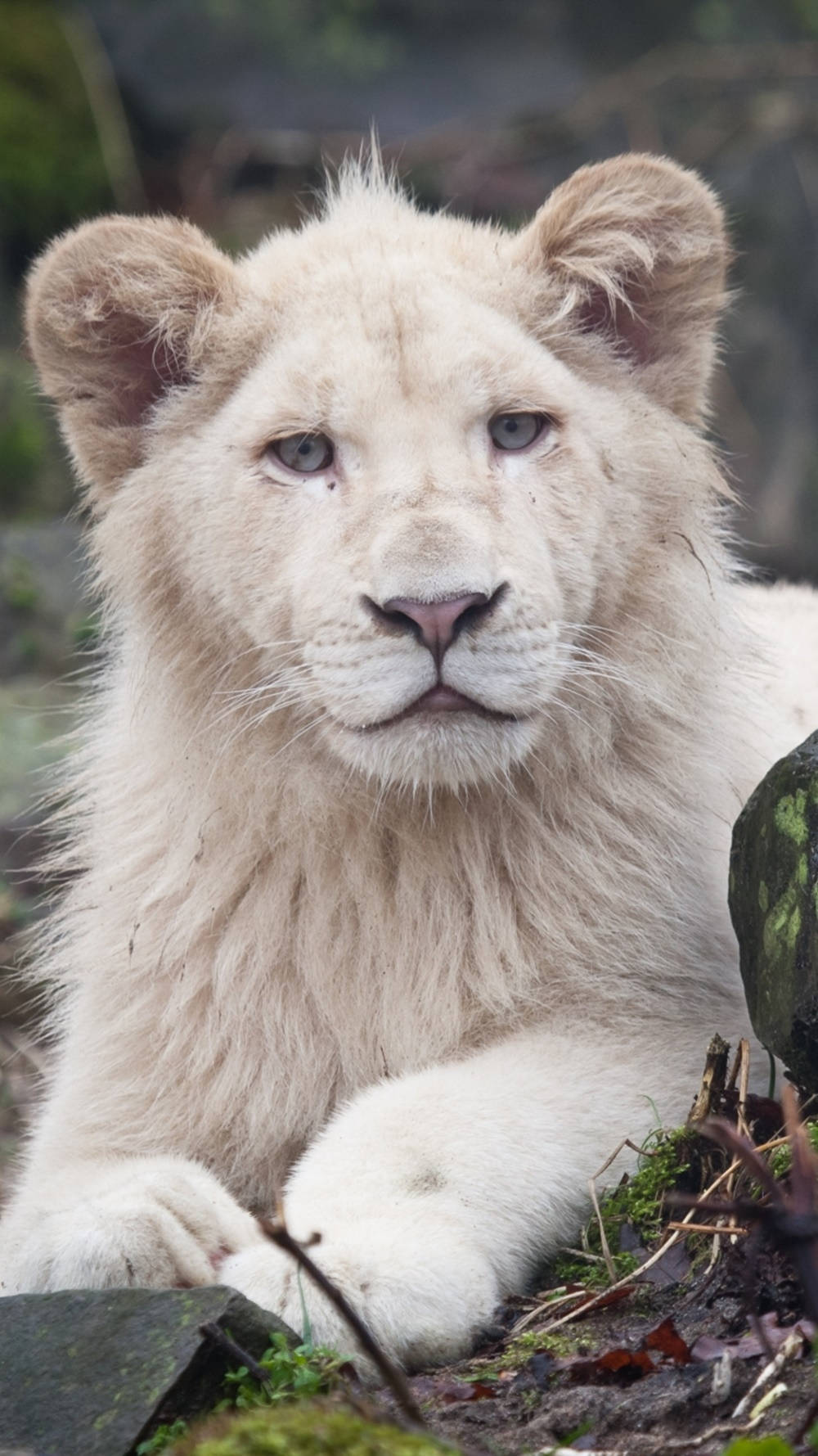 Young Wild White Lion Iphone