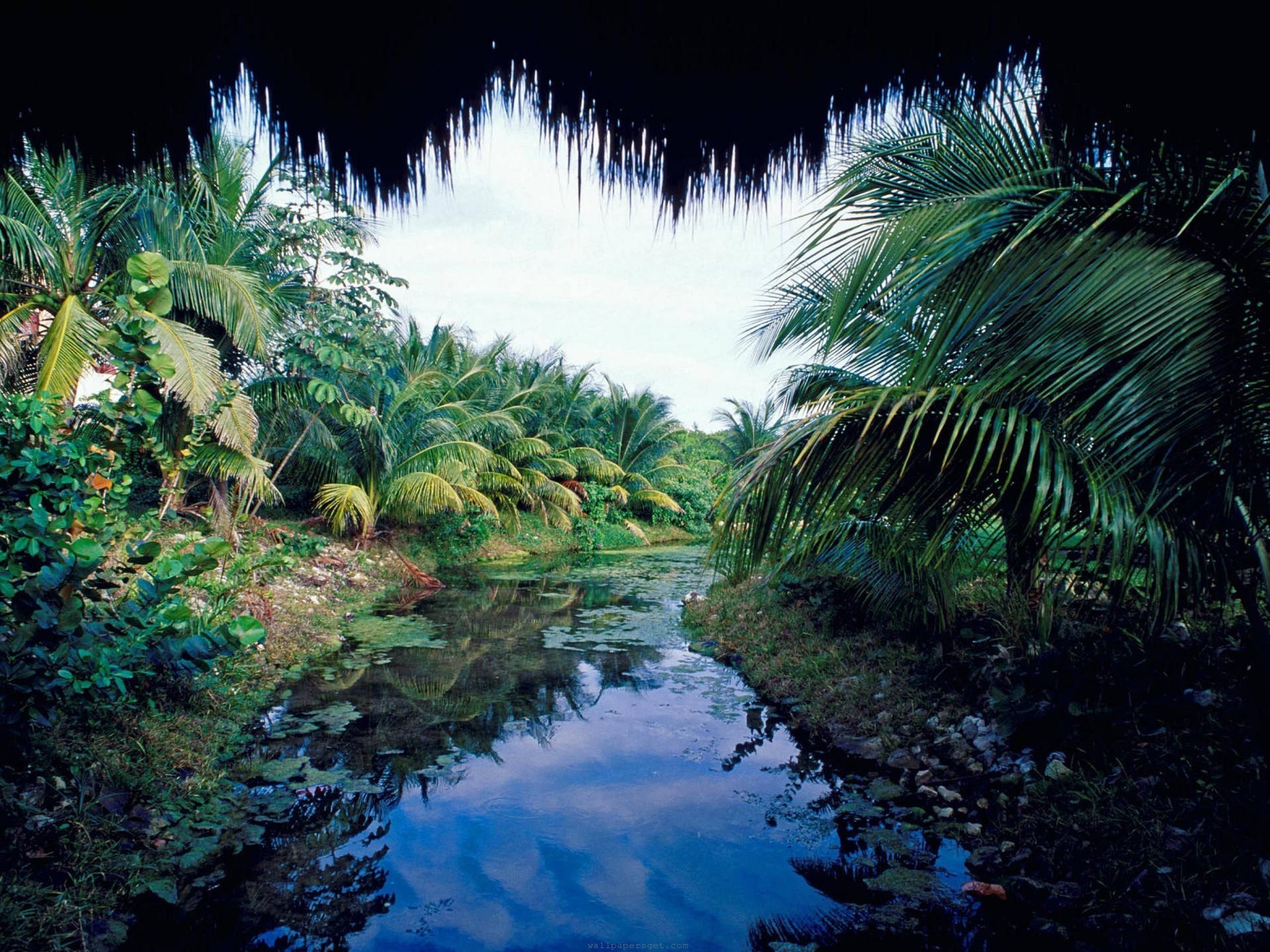 Yucatan Lake Palm Trees