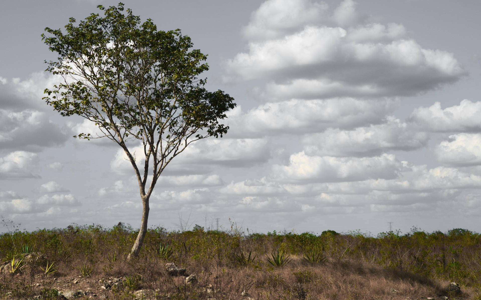 Yucatan Tree Dry Surroundings