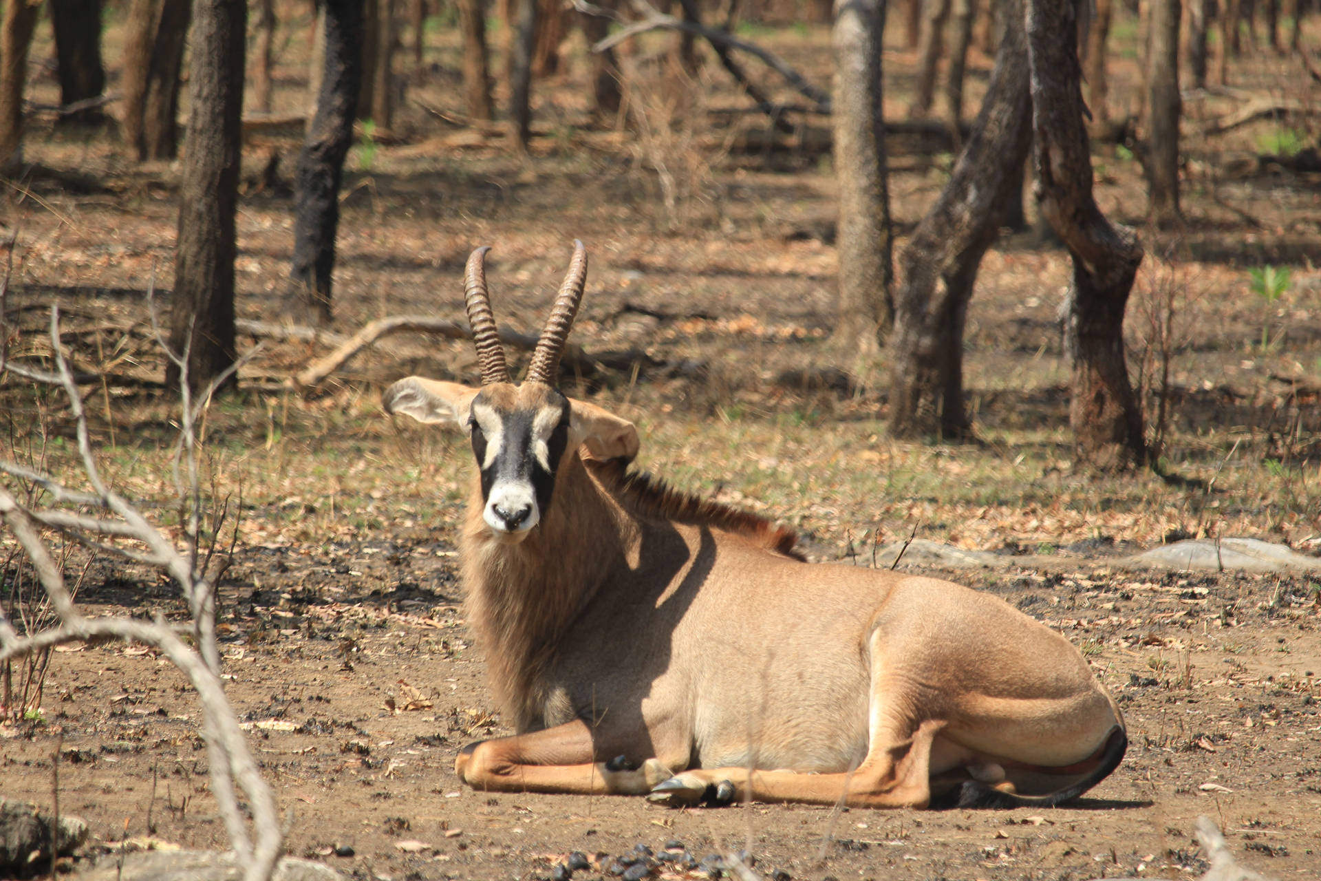 Zambia Eland Antelope Background
