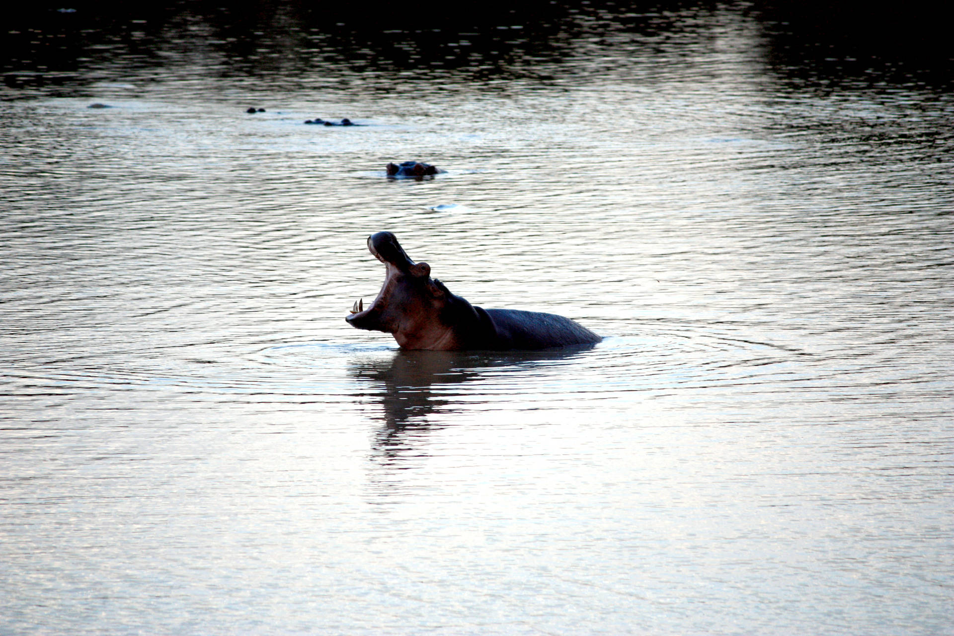 Zambia Hippo In River Background