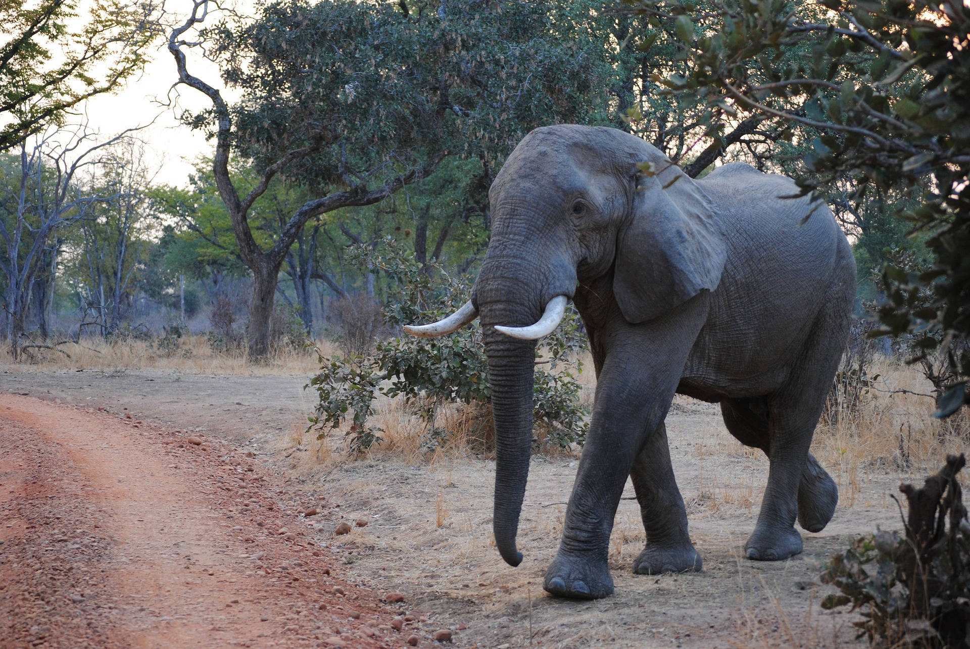 Zambia Safari Elephant Background