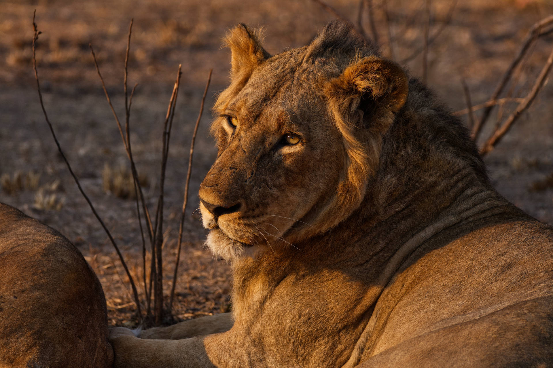 Zambia Wild Lion Background