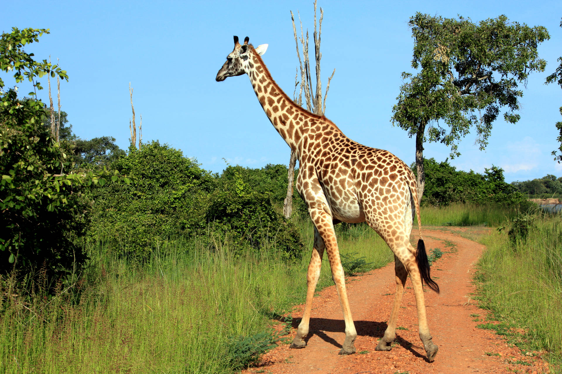 Zambia Wilds Giraffe Background