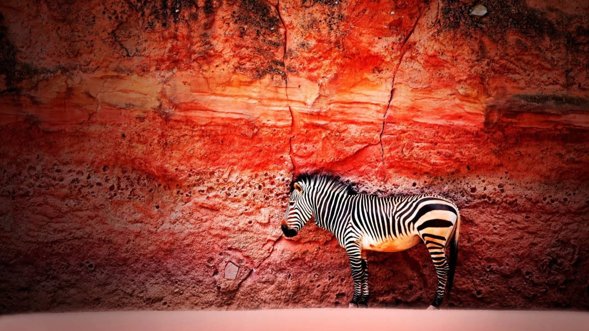 Zebra Against Red Rock Wall Background