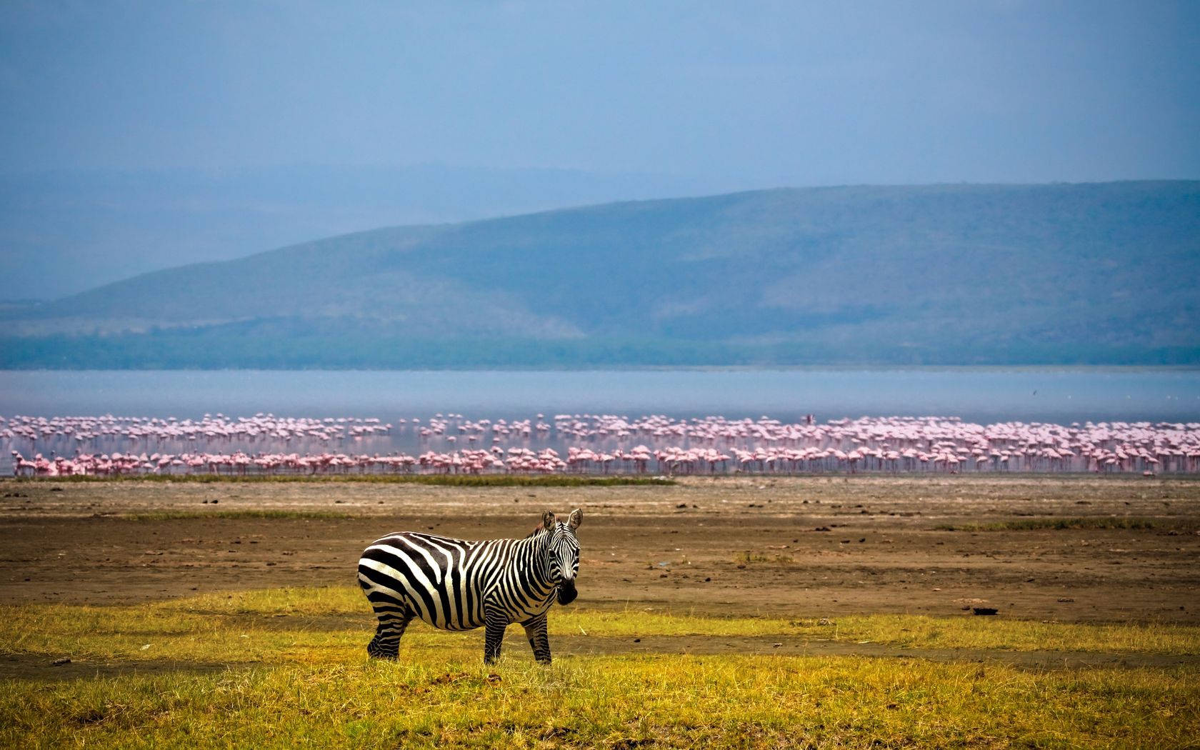 Zebra And Flamingos Background