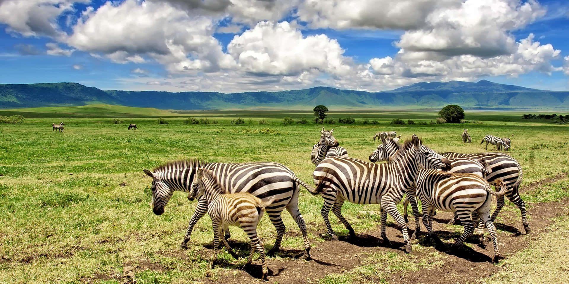 Zebra At The Lake Magadi Ngorongoro Crater