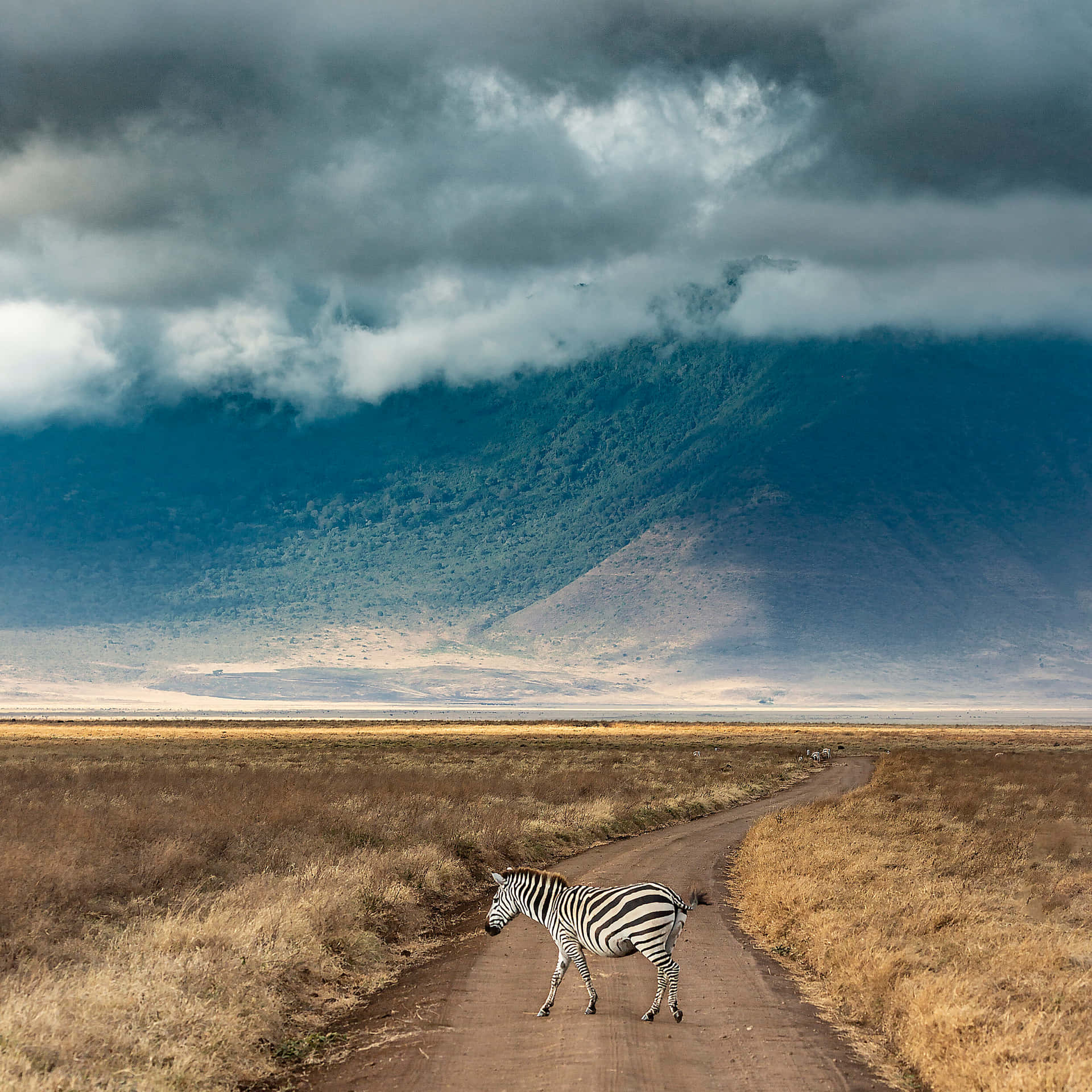 Zebra At The Northern Tanzania Ngorongoro Crater Background