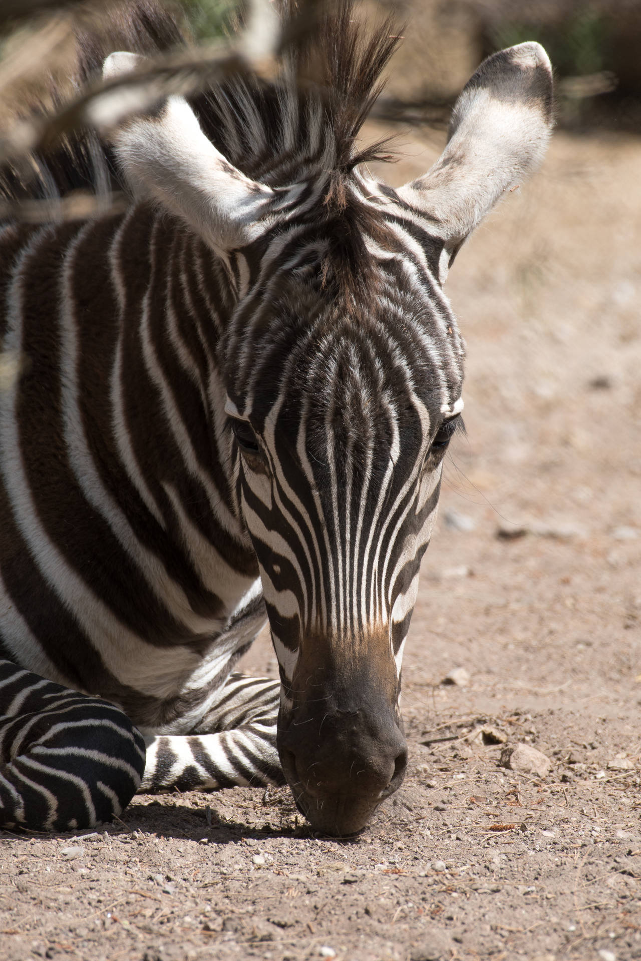 Zebra Awesome Animal Portrait Background