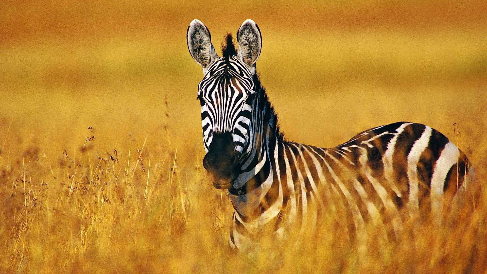Zebra Behind Dry Grass