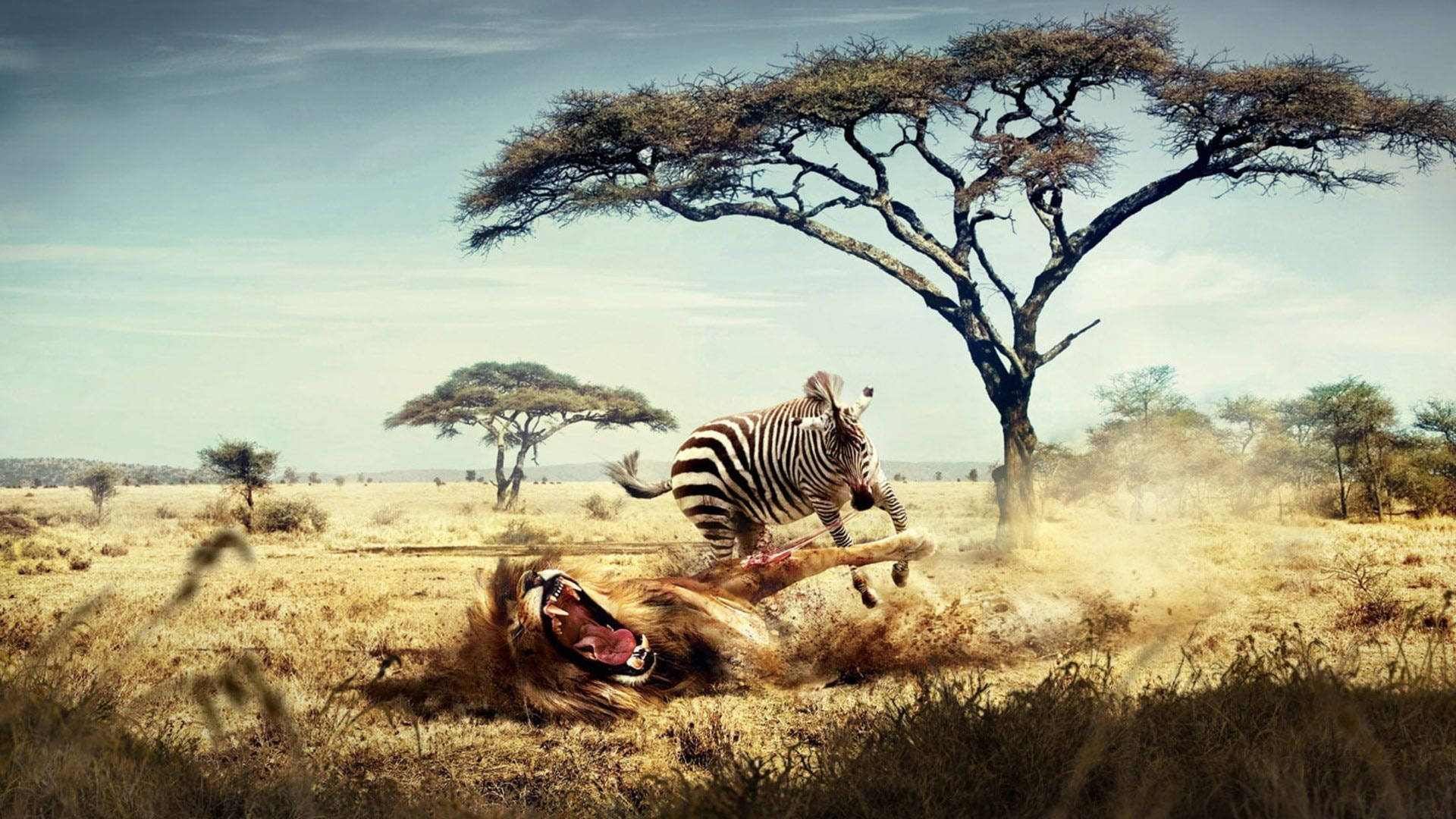 Zebra Fighting Lion