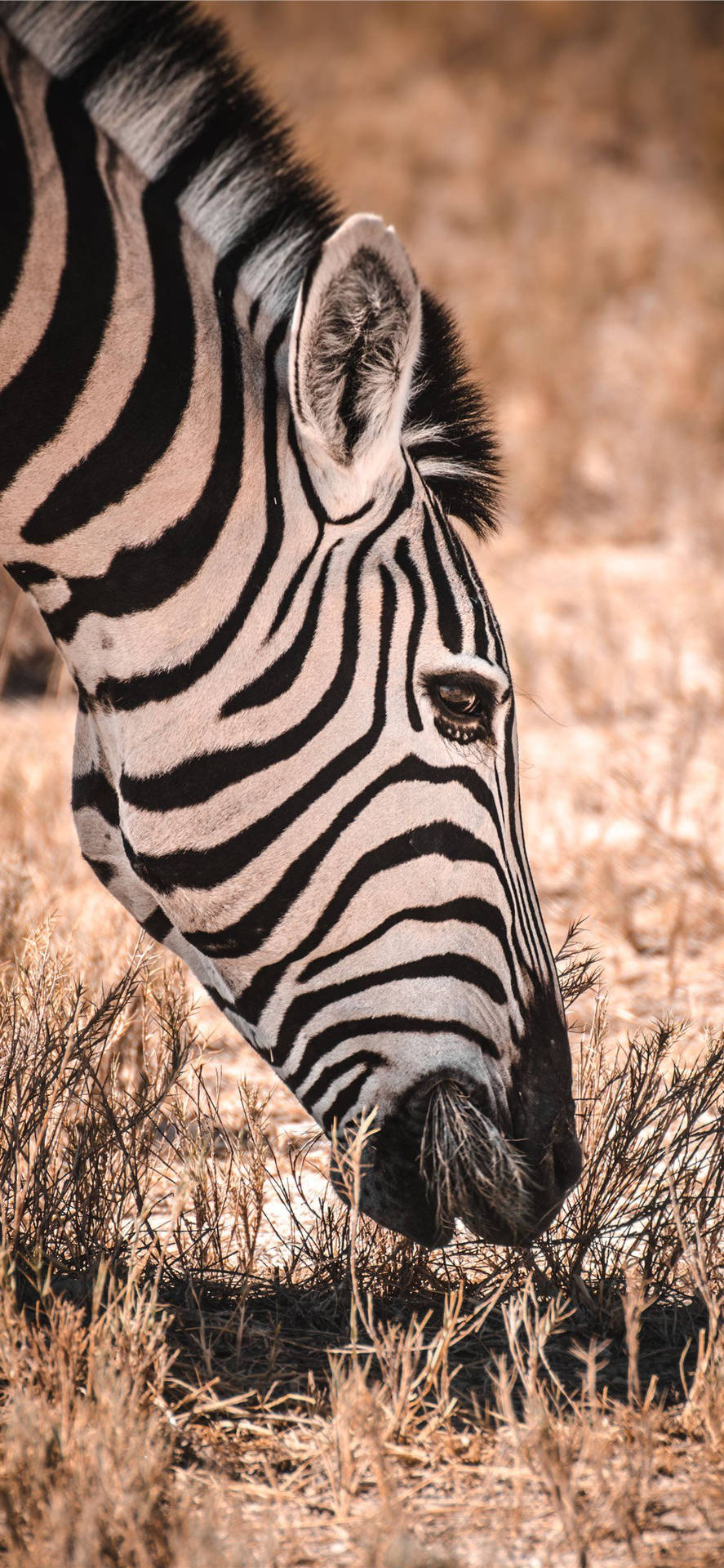 Zebra Grazing Africa Iphone Background