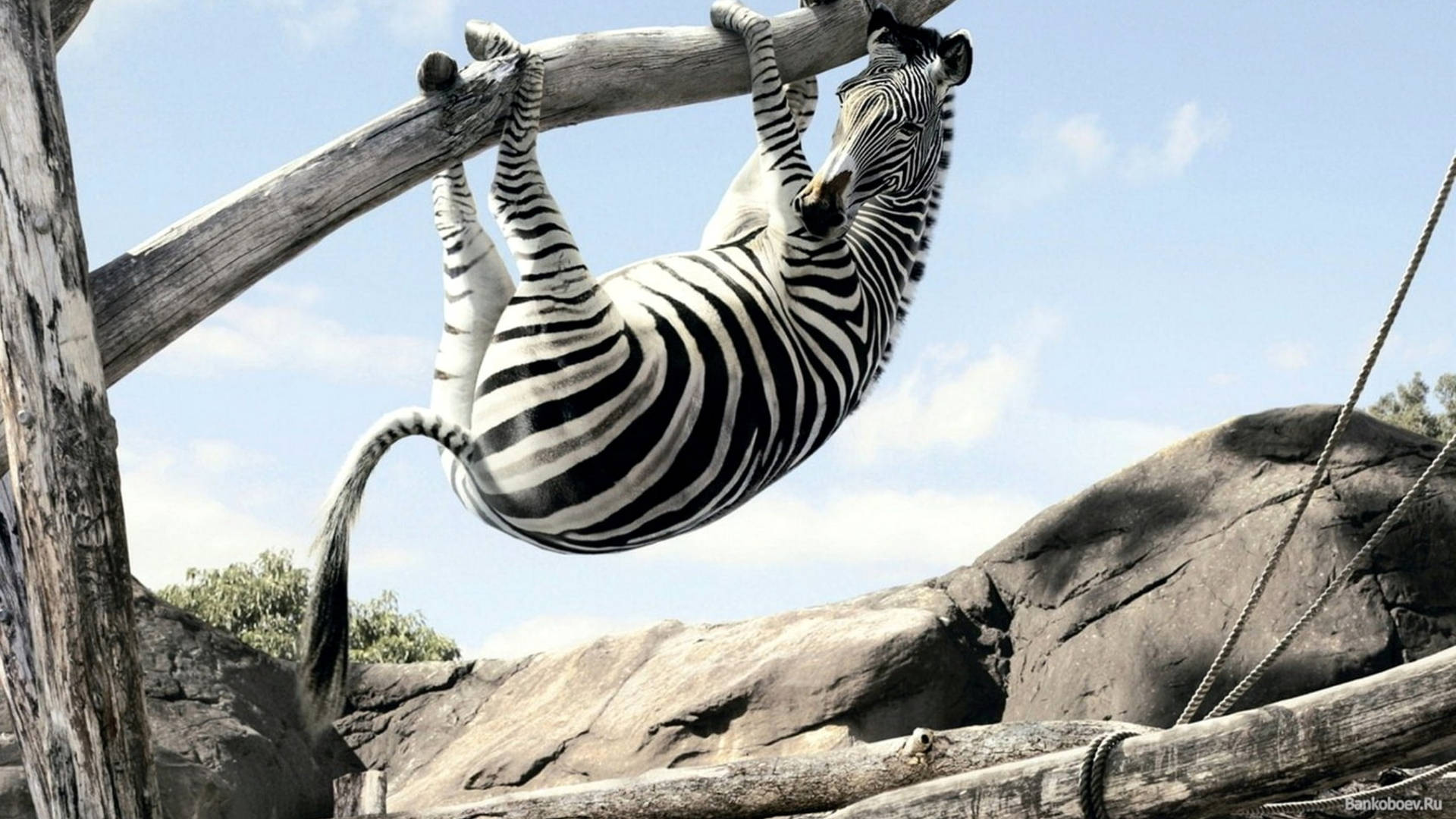Zebra Hanging On Tree Background