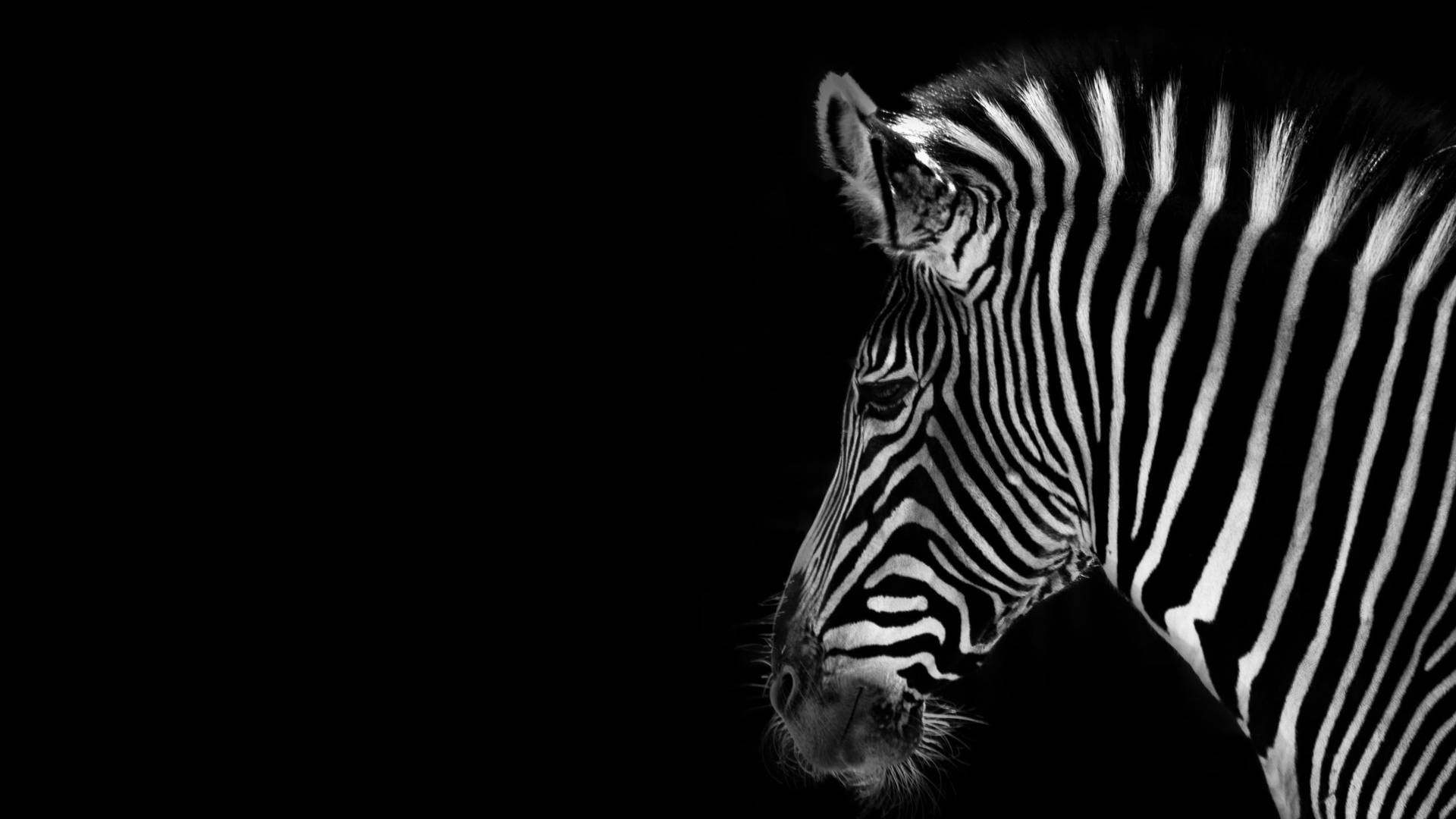 Zebra In Black Background Background