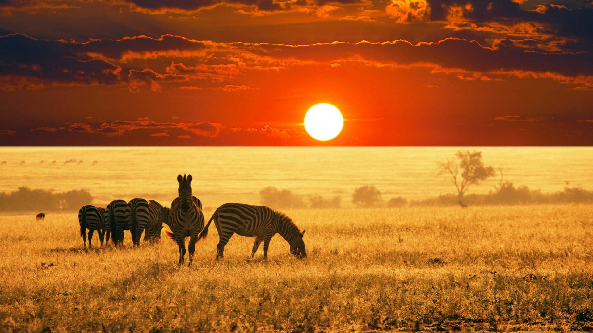 Zebra In Grassland At Sunset Background