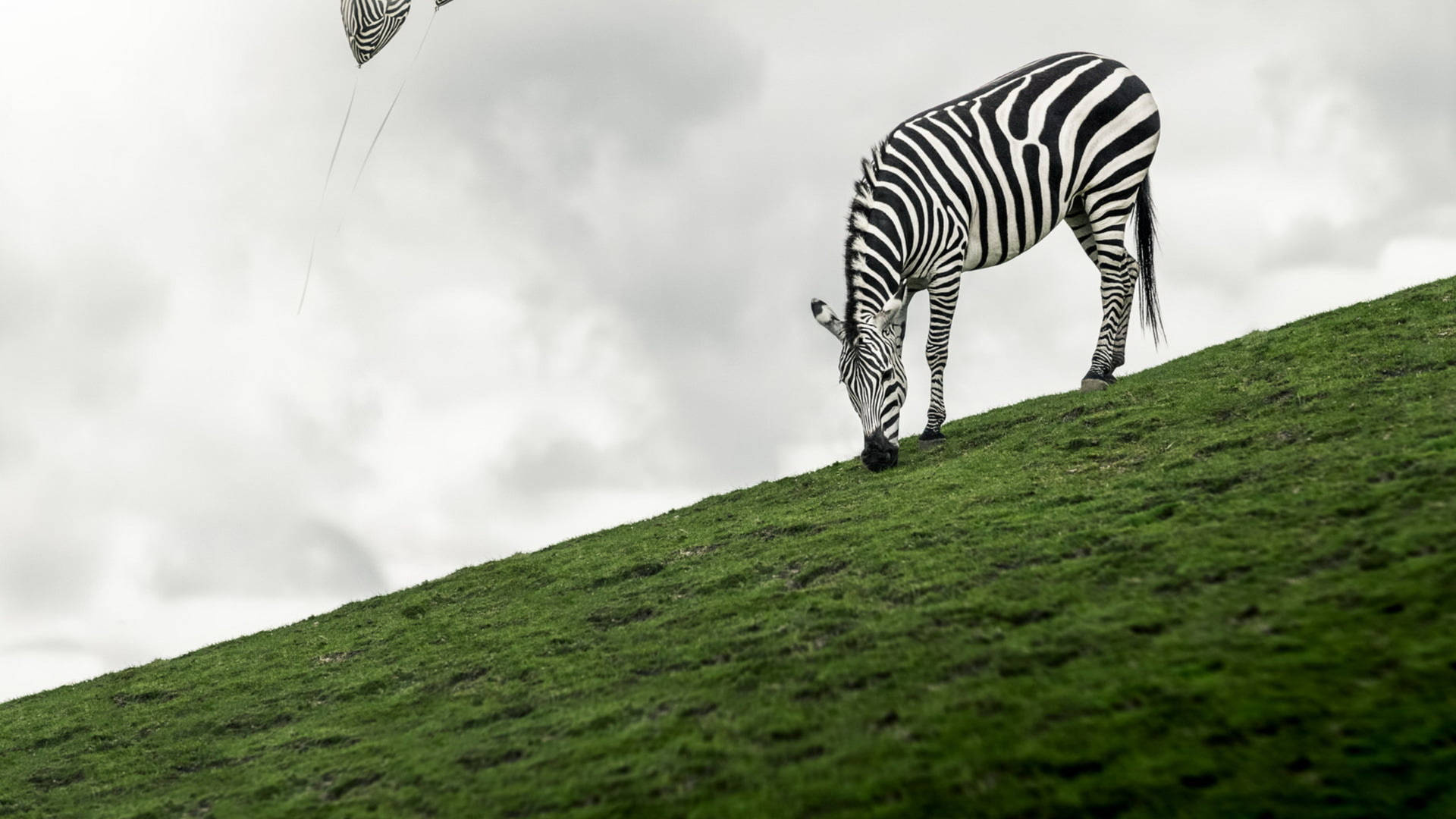 Zebra In Green Field
