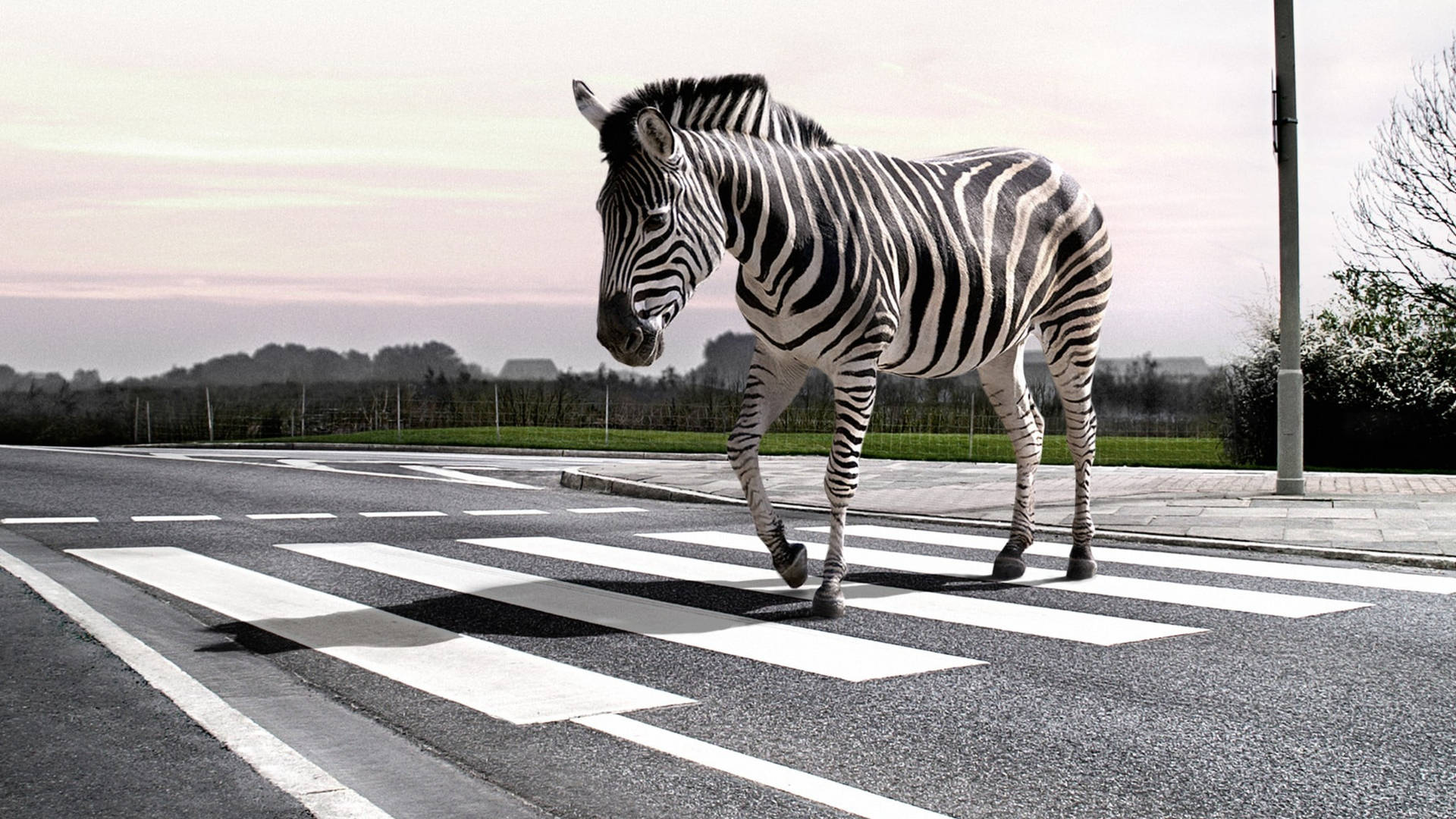 Zebra In Pedestrian Lane Background