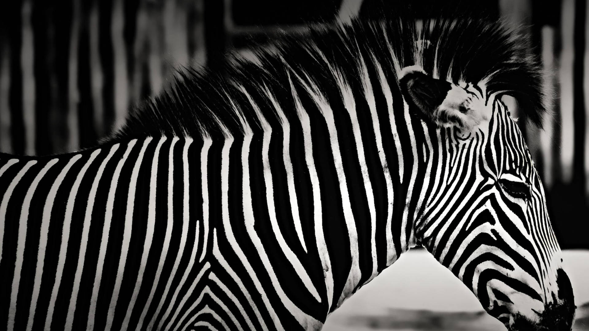 Zebra In Side View Background