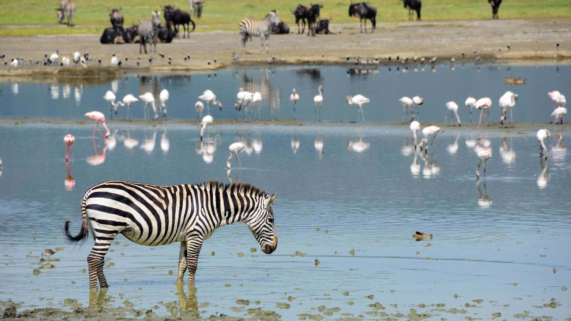 Zebra In Tanzania Ngorongoro Crater Lake Magadi Background