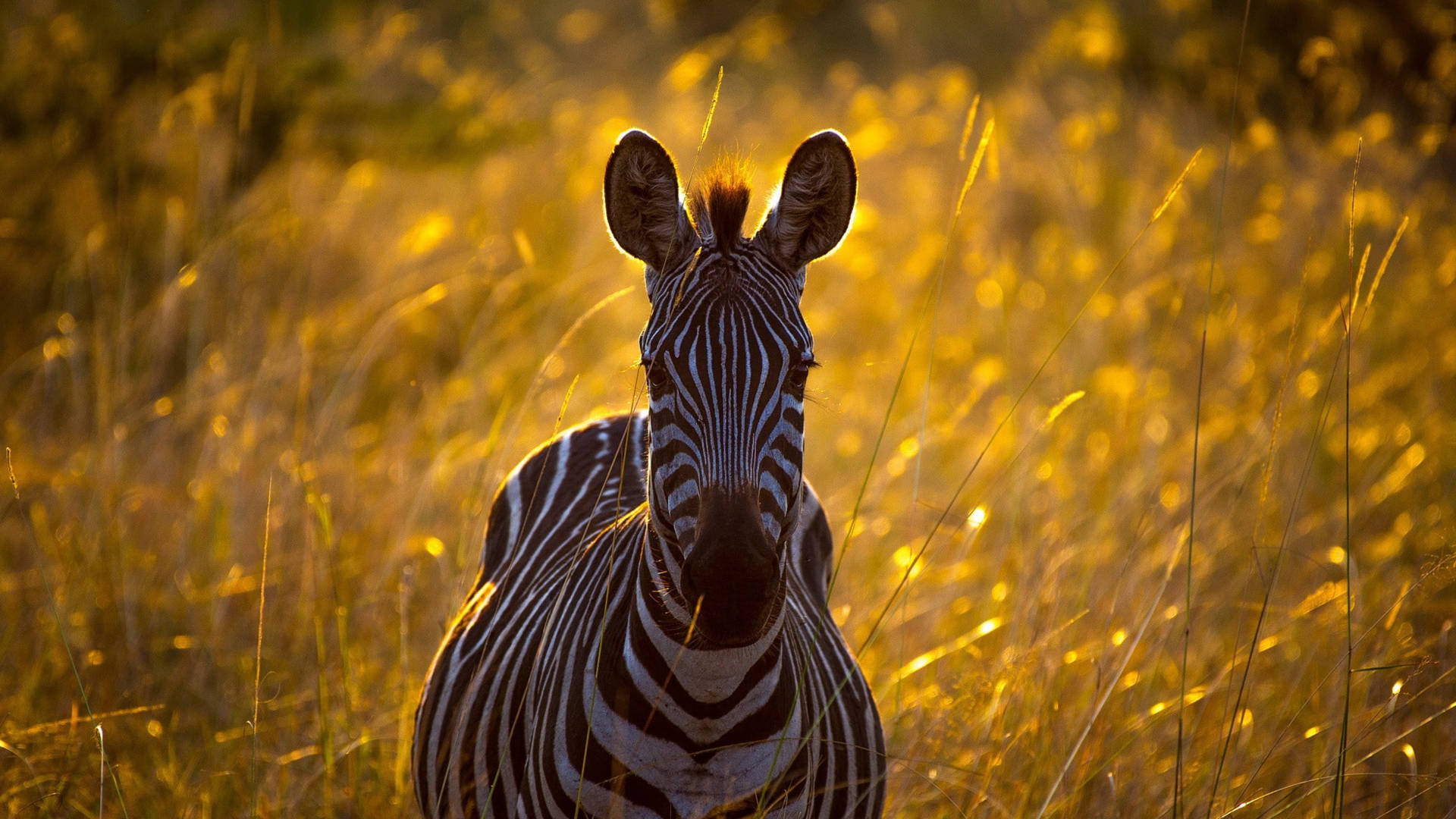 Zebra In Yellow Grassland Background