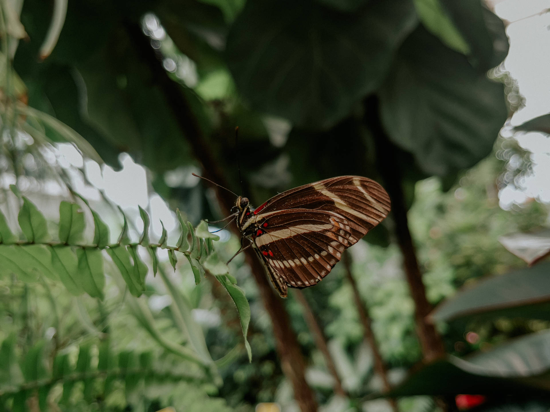 Zebra Longwing Aesthetic Butterfly Background