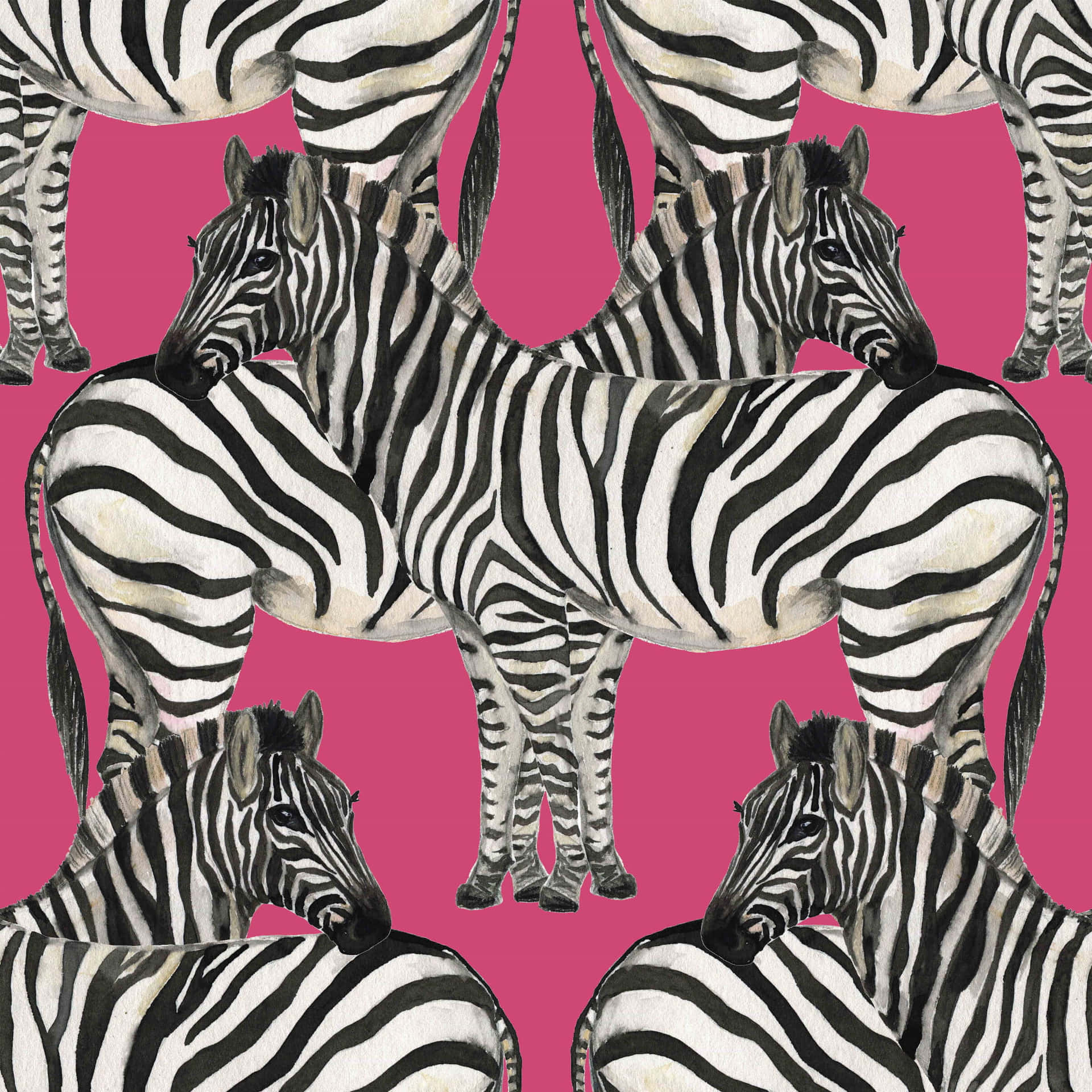 Zebra On Pink Background