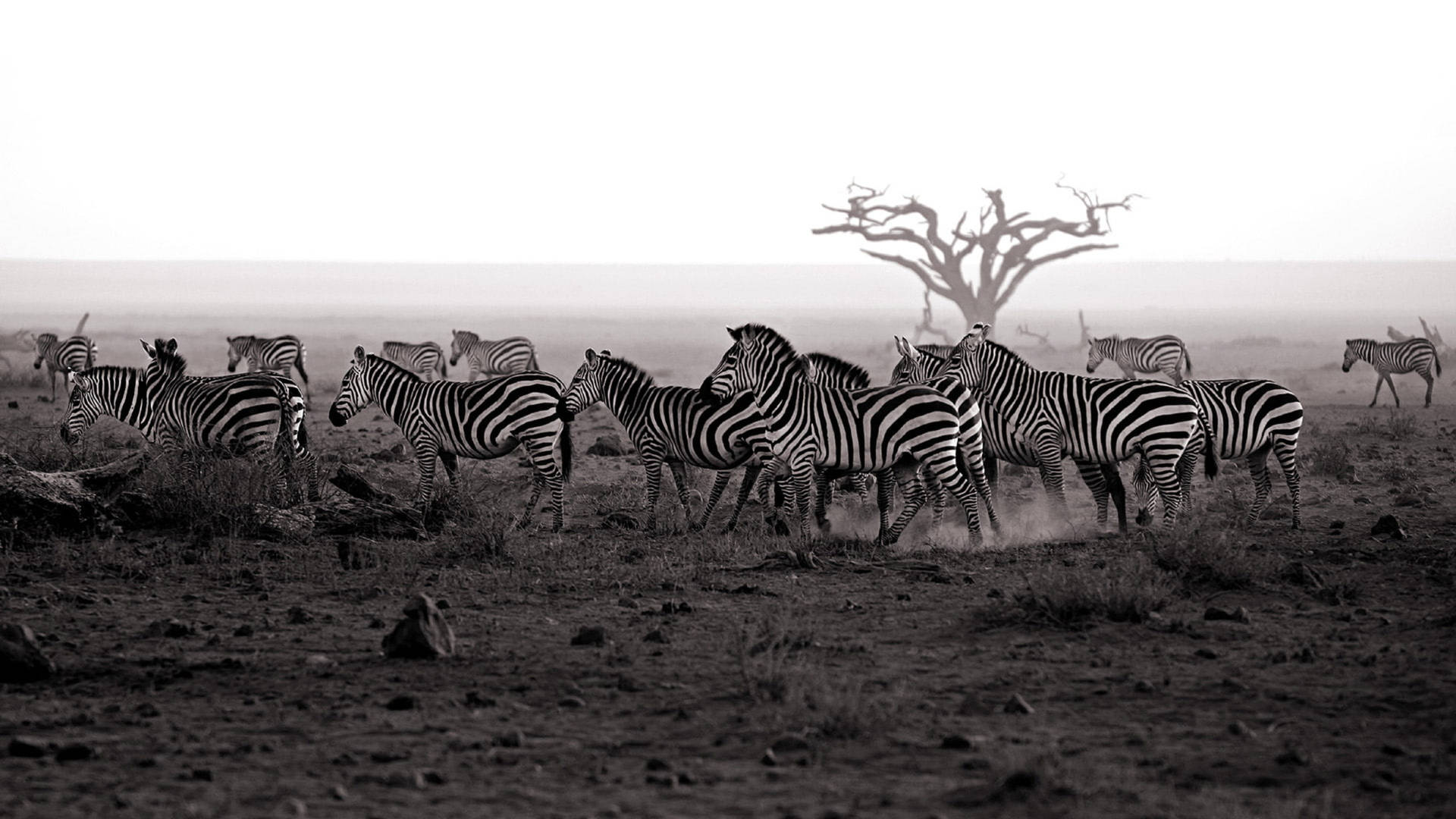 Zebra Pack In Dry Land Background