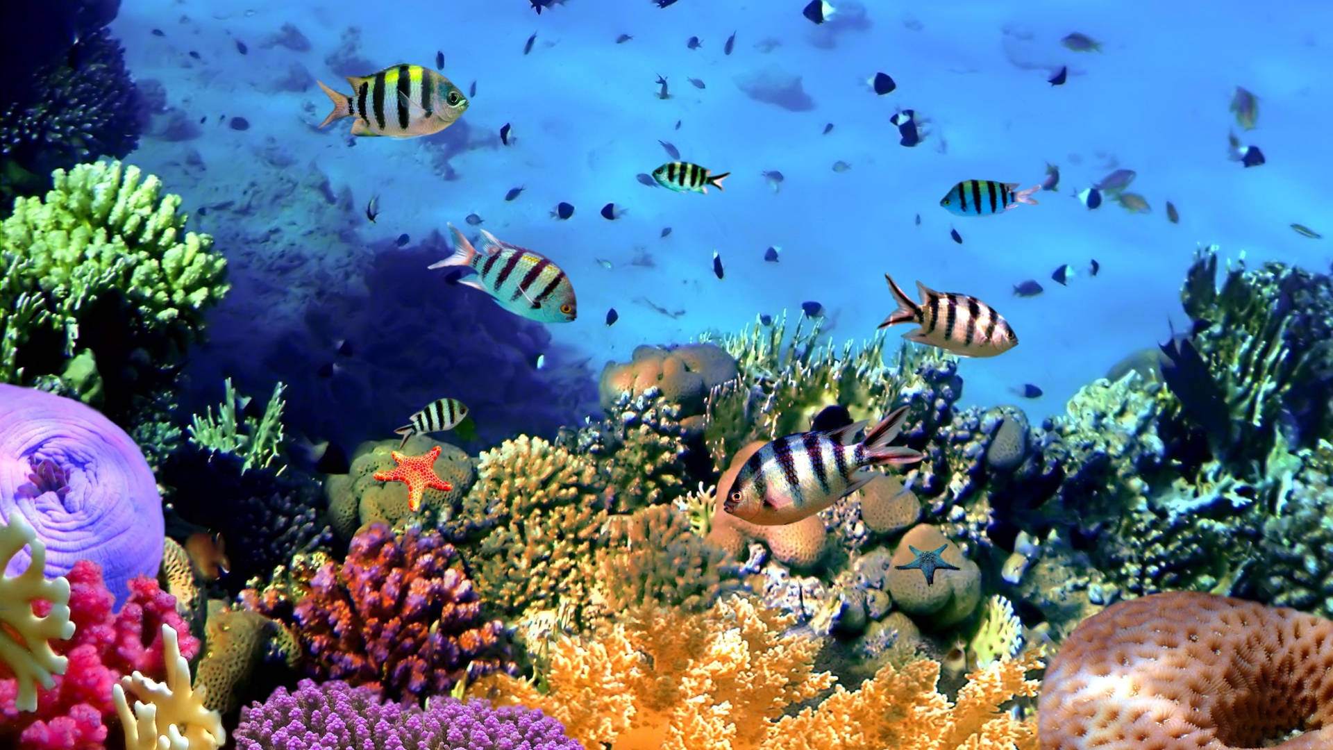 Zebra Tropical Fish Background