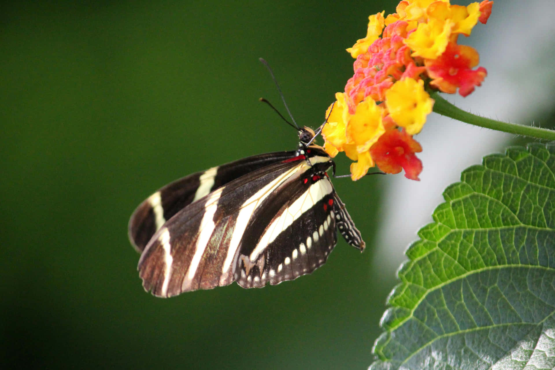 Zebra Winged Butterflyon Flower Background