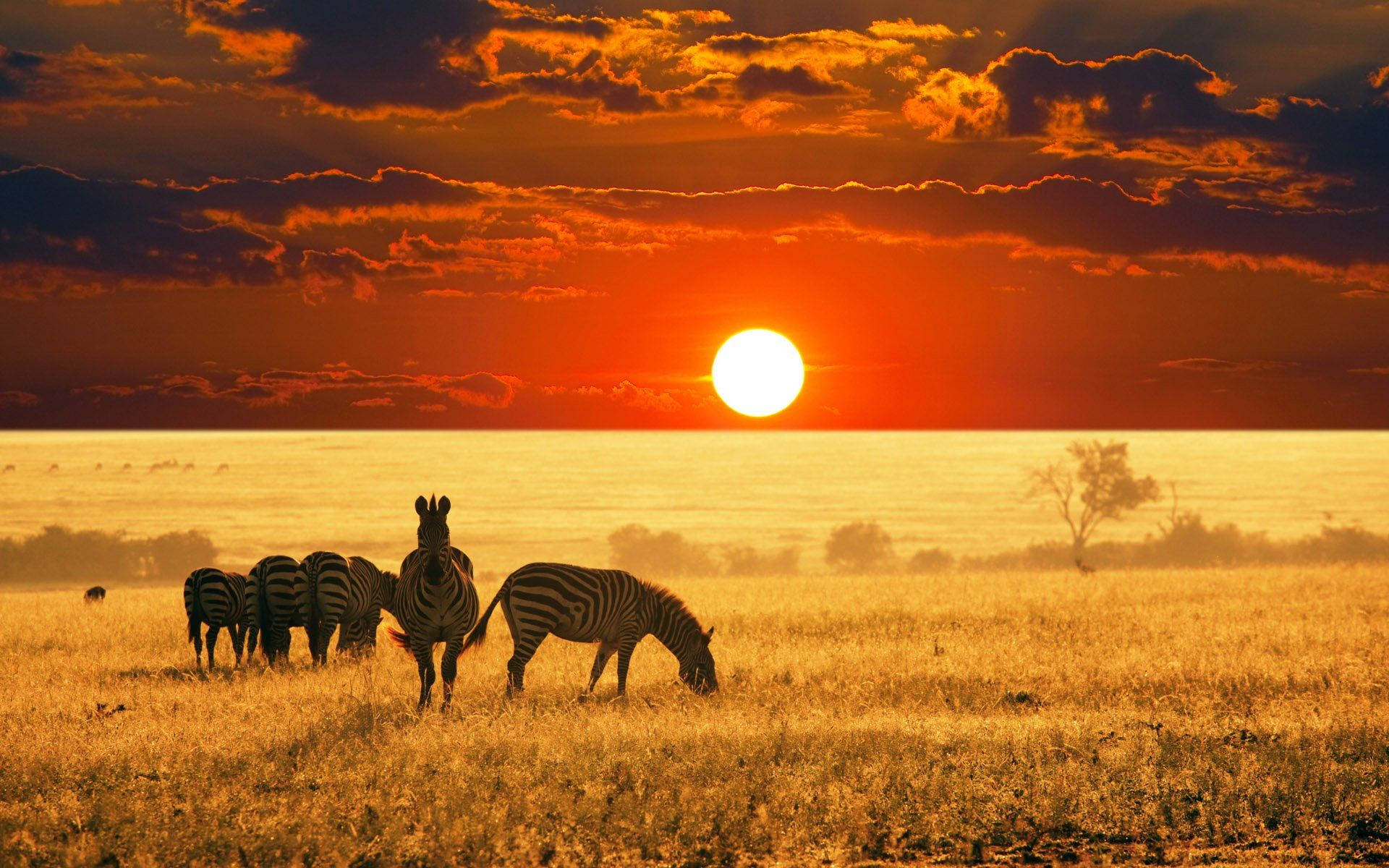Zebras At Namibia Savannah During Sunset Background