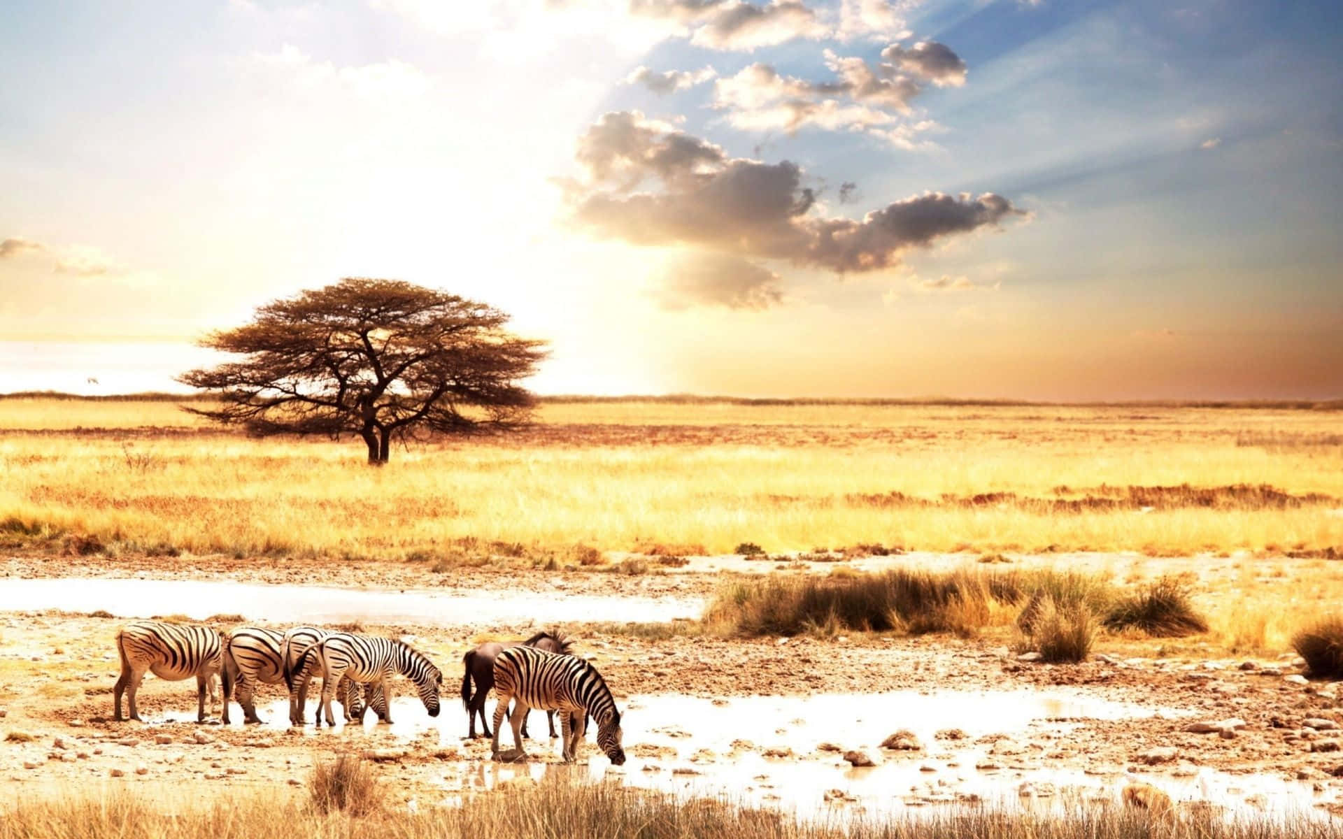 Zebras Drinking In Africa Hd Background