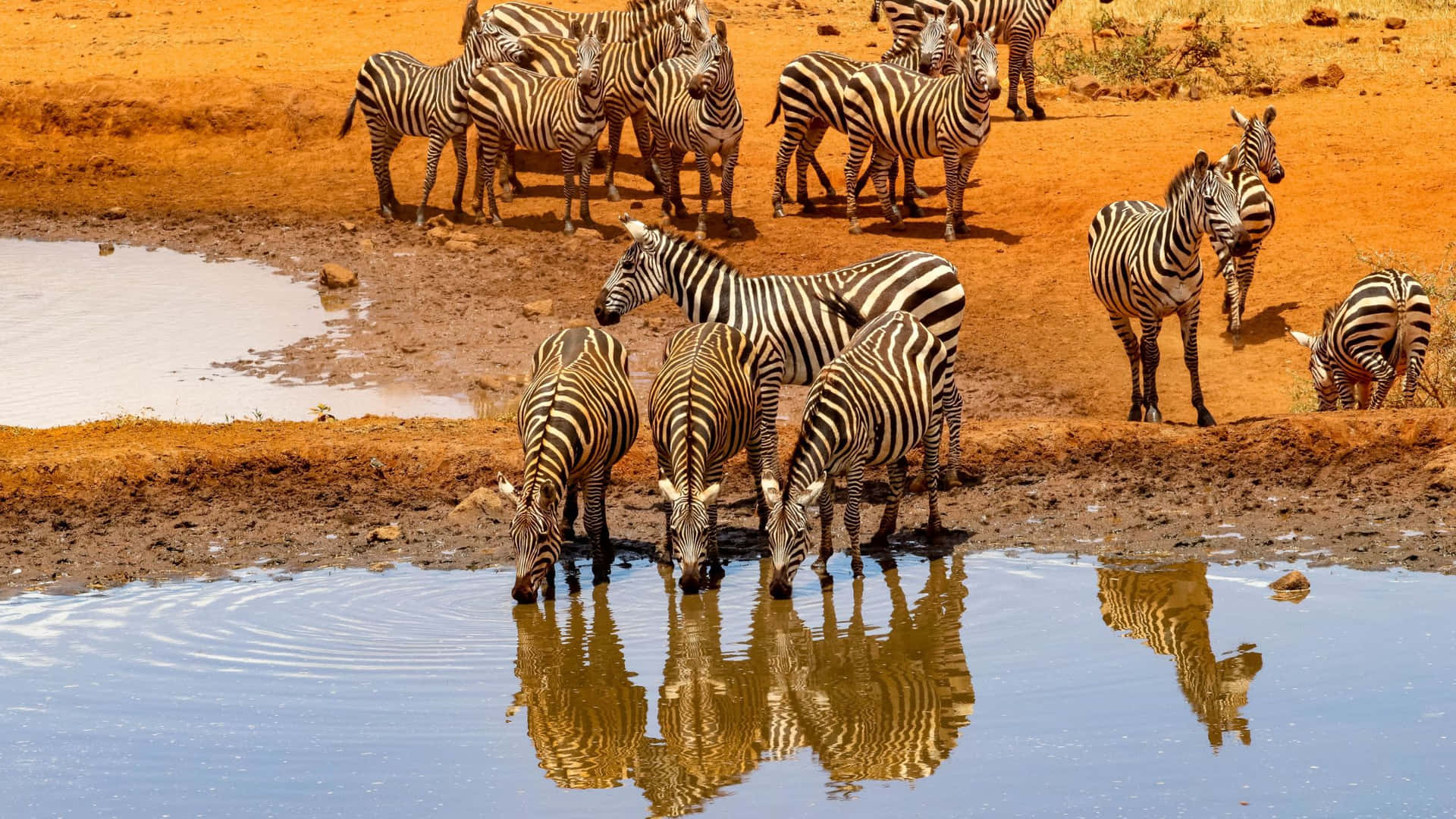 Zebras Drinking Waterhole Safari Background