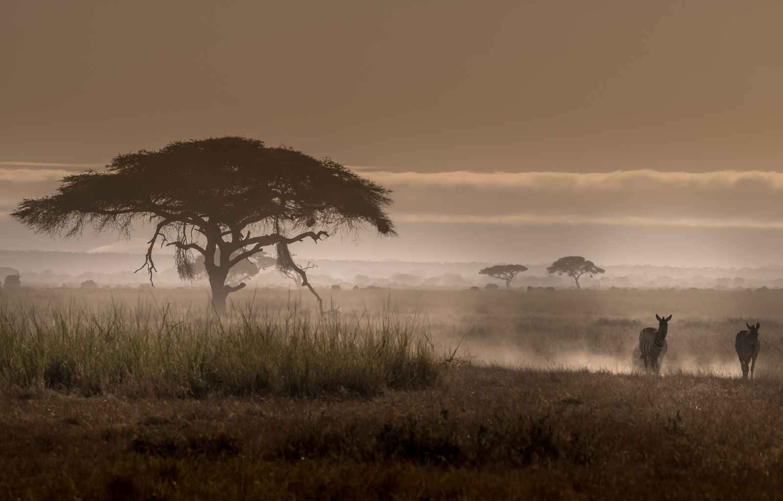 Zebras In Masai Mara National Reserve Background