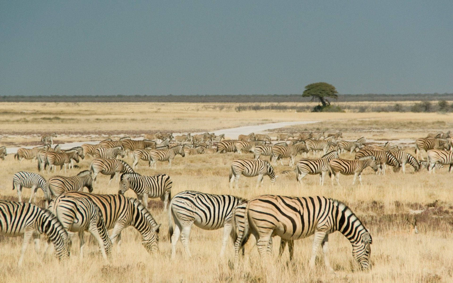 Zebras In Namibia Background