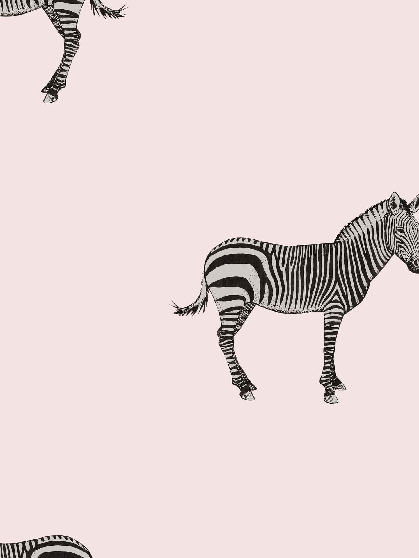 Zebras On A Pink Background Background
