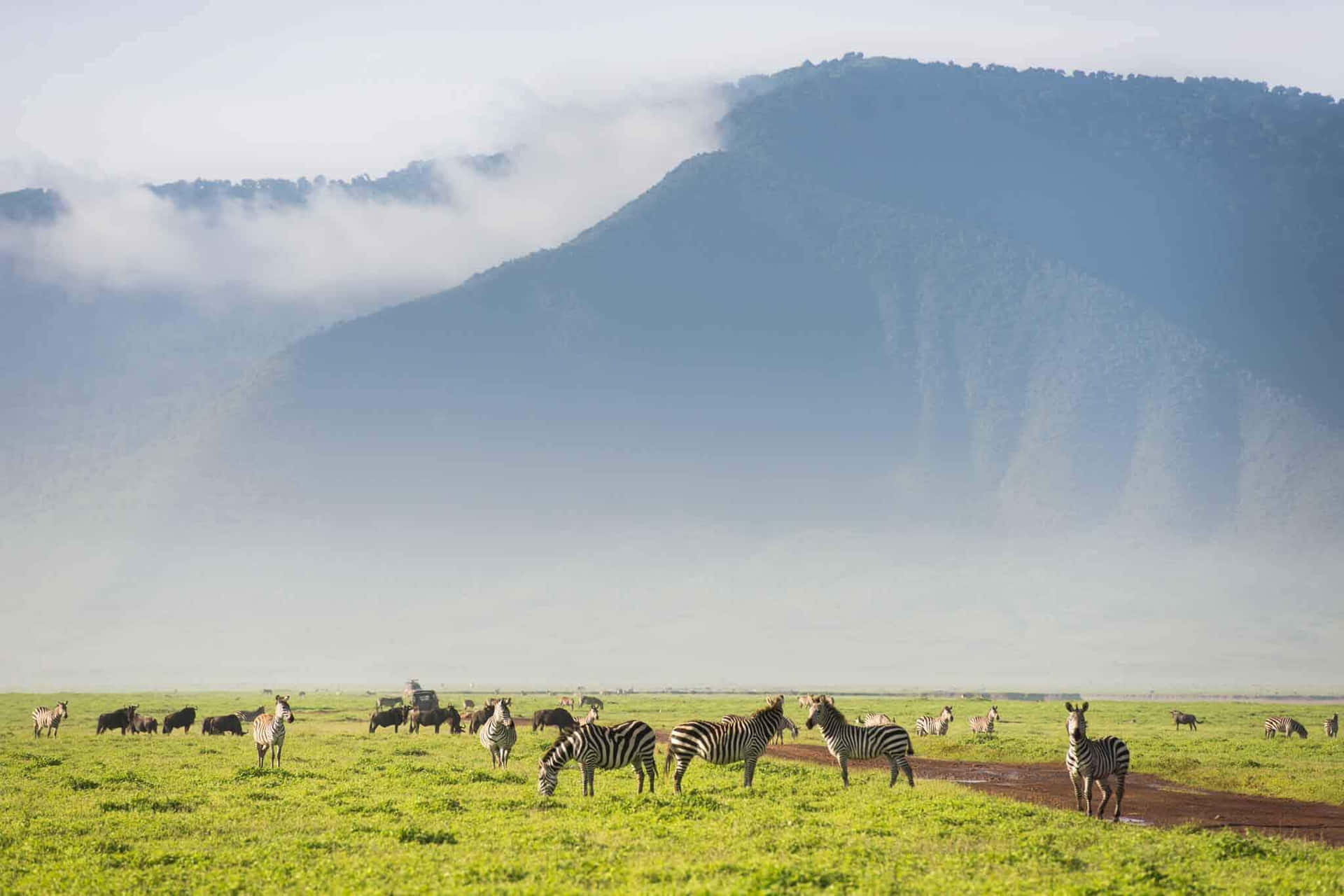 Zebras Roaming In The Majestic Ngorongoro Crater Background