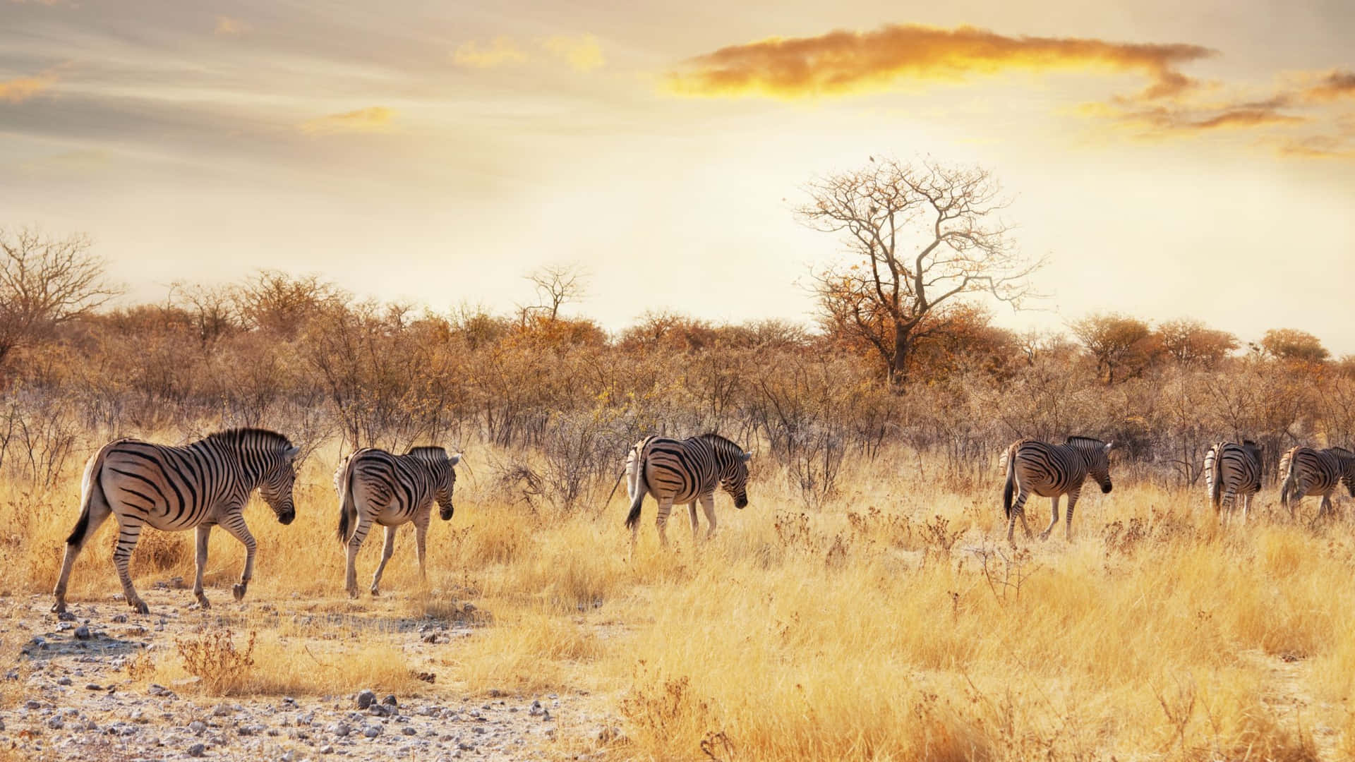 Zebras Walking African Savannah Background