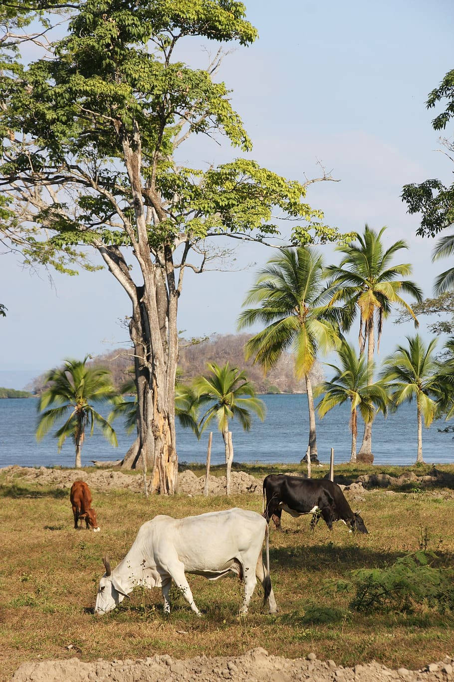 Zebu Cattles Grazing Peacefully On A Farm Background