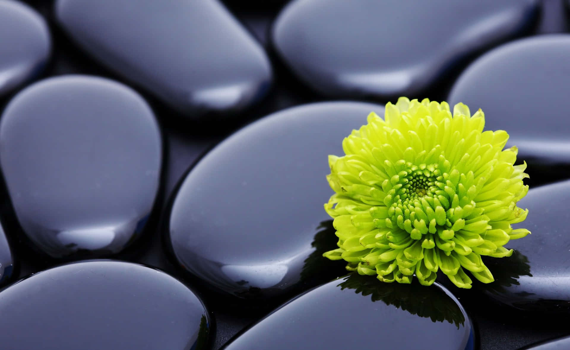 Zen Desktop Green Flower With Glossy Stones Background
