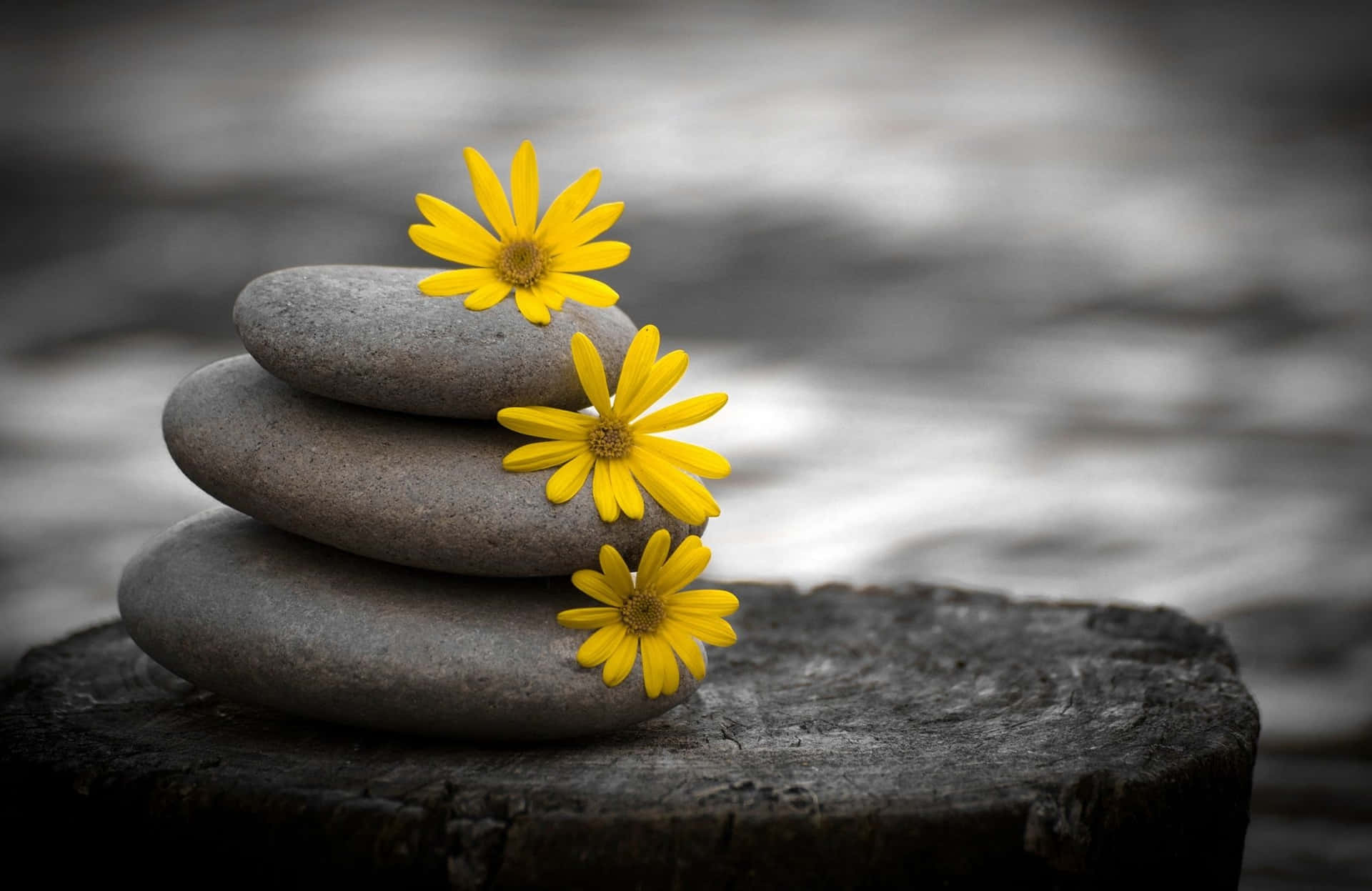 Zen Desktop Stone Stack With Yellow Flowers