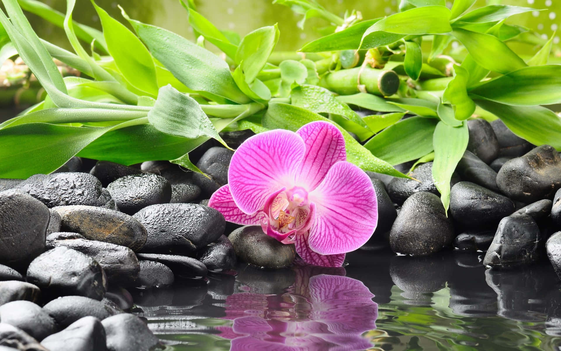 Zen Desktop Violet Flower On Top Of Stones Background