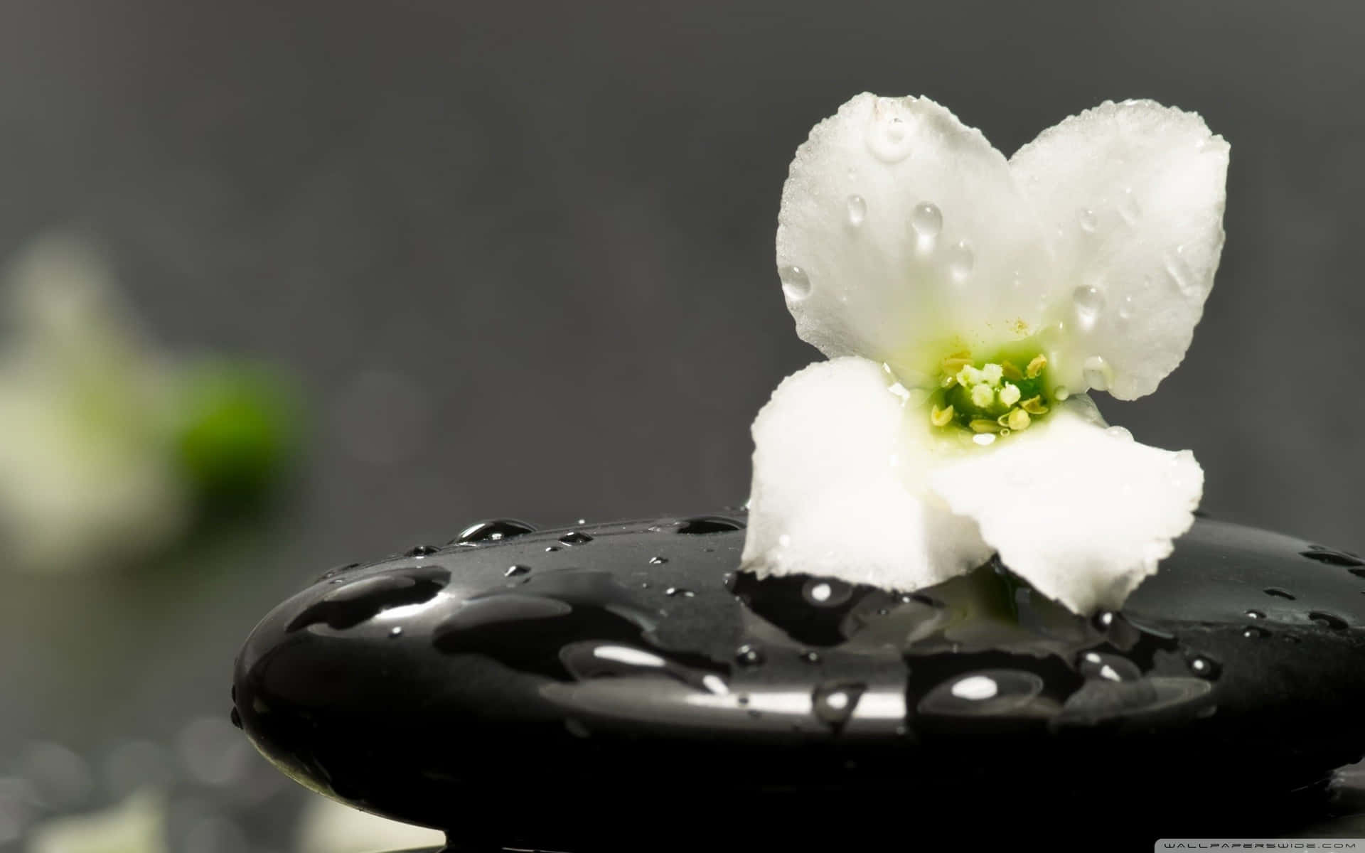 Zen Desktop Wet Flower On Top Of Stone Background