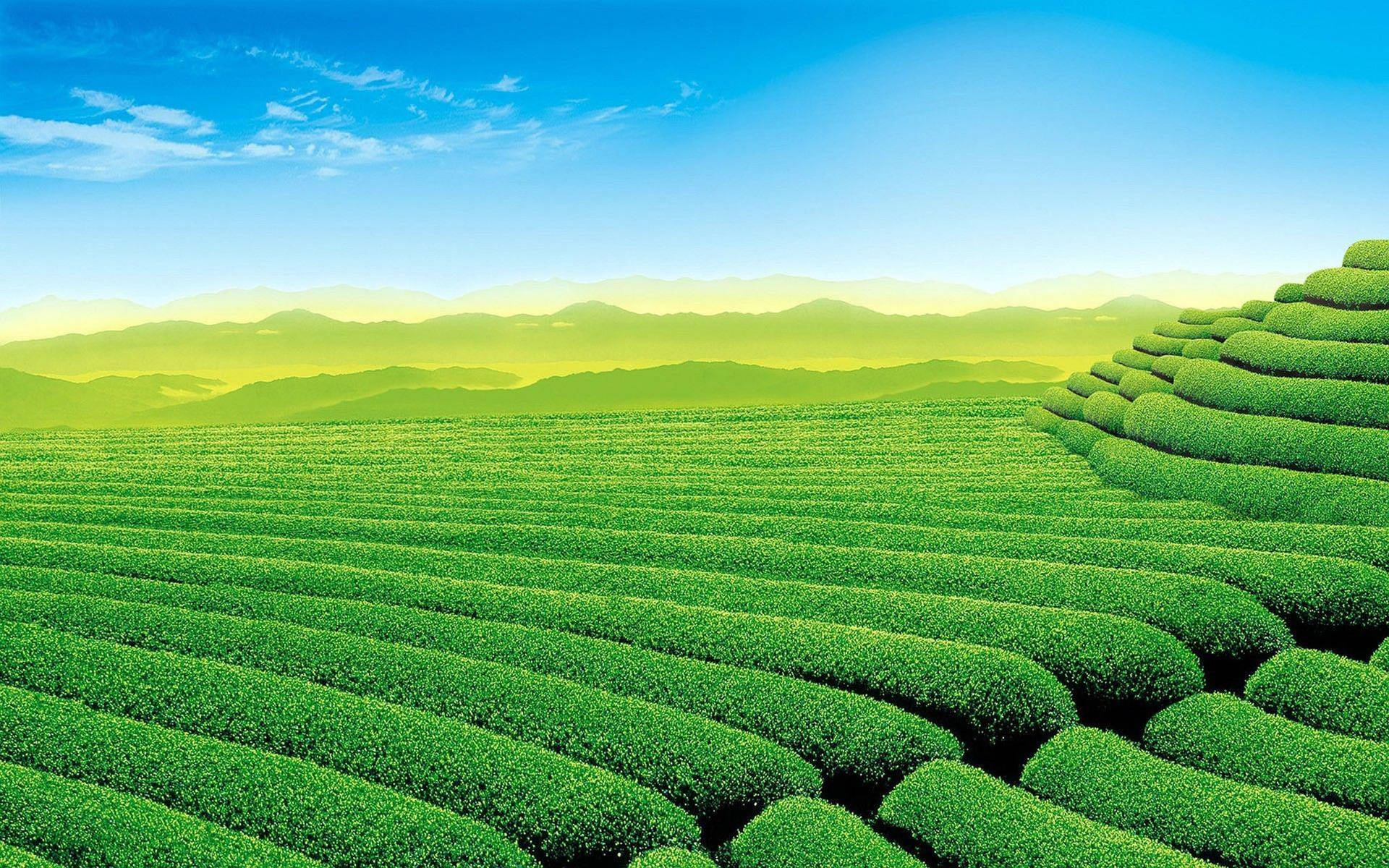 Zhejiang Tea Garden Background