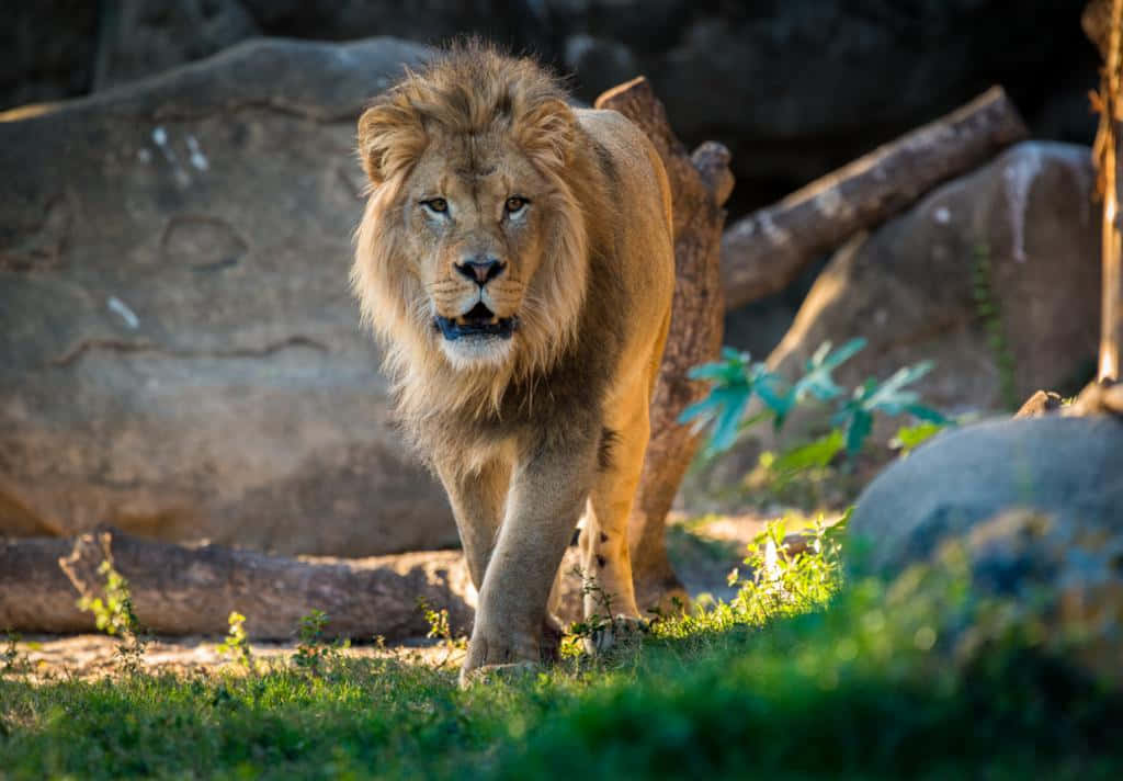 Zoo Animal Ferocious Lion Background