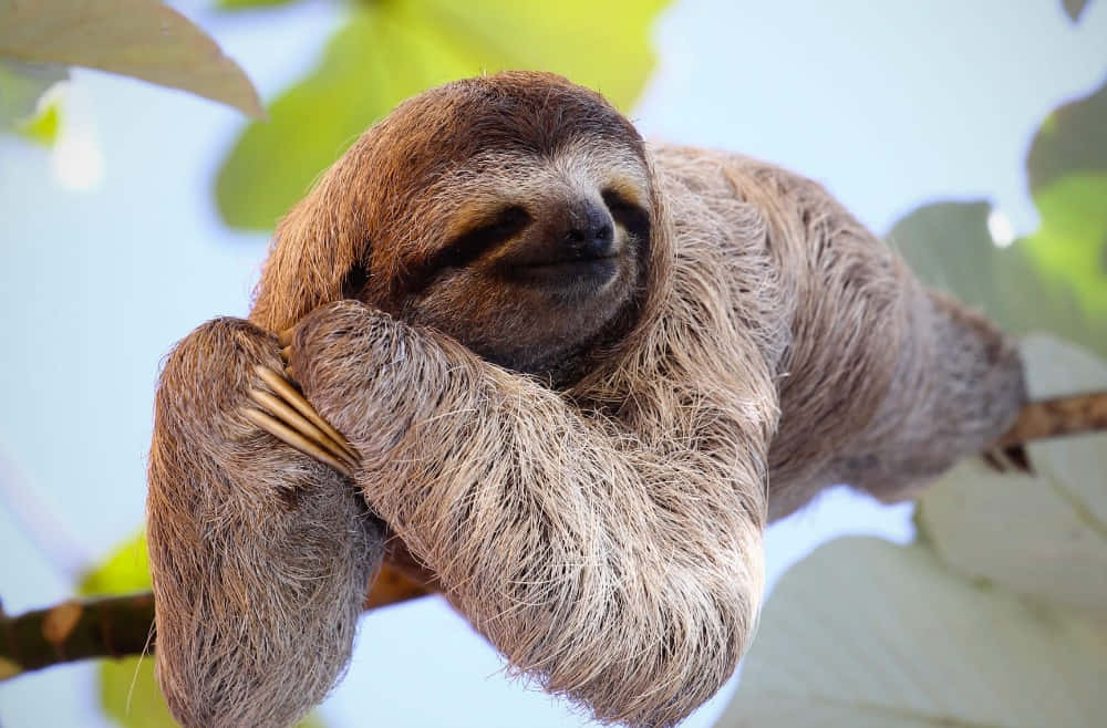 Zoo Animal Sloth On A Tree Background