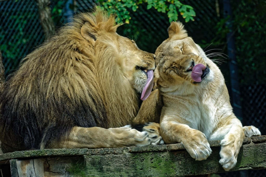 Zoo Animals Lion And Lioness