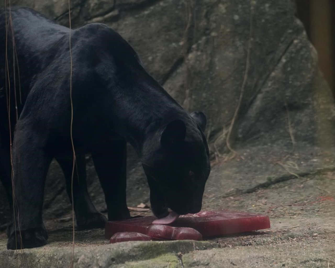 Zoo With A Black Cougar Eating Meat