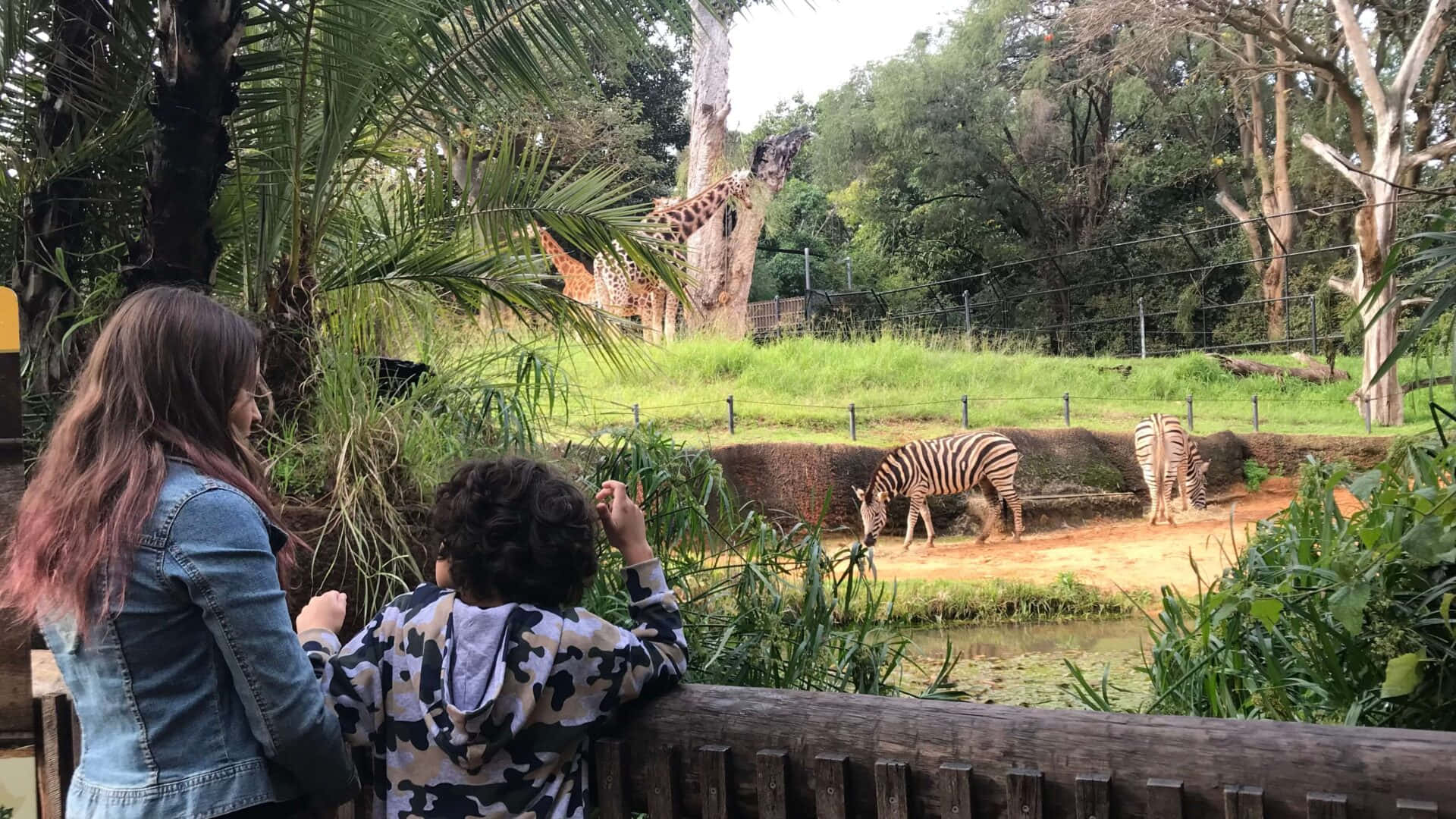 Zoo With Giraffe And Zebra Animals Background