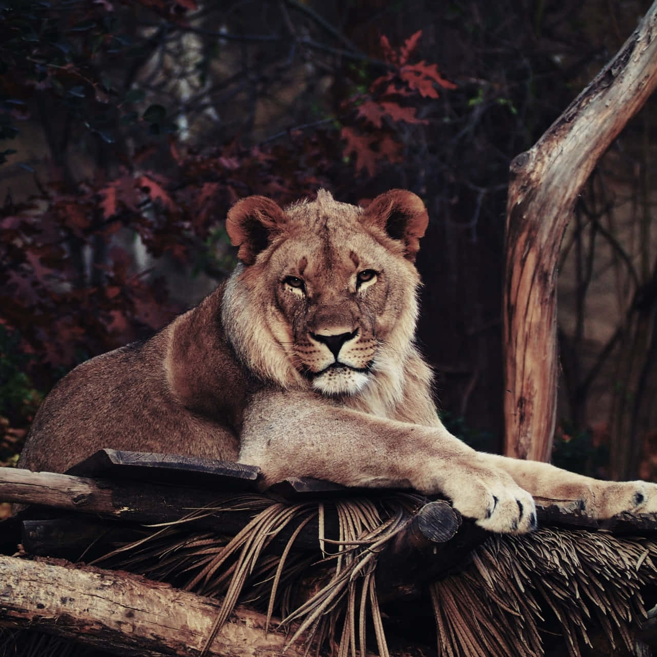 Zoo With Resting Lioness Background