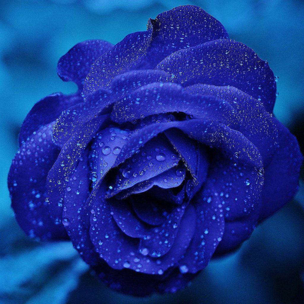 Zoom Flower Blue Rose With Droplets Background